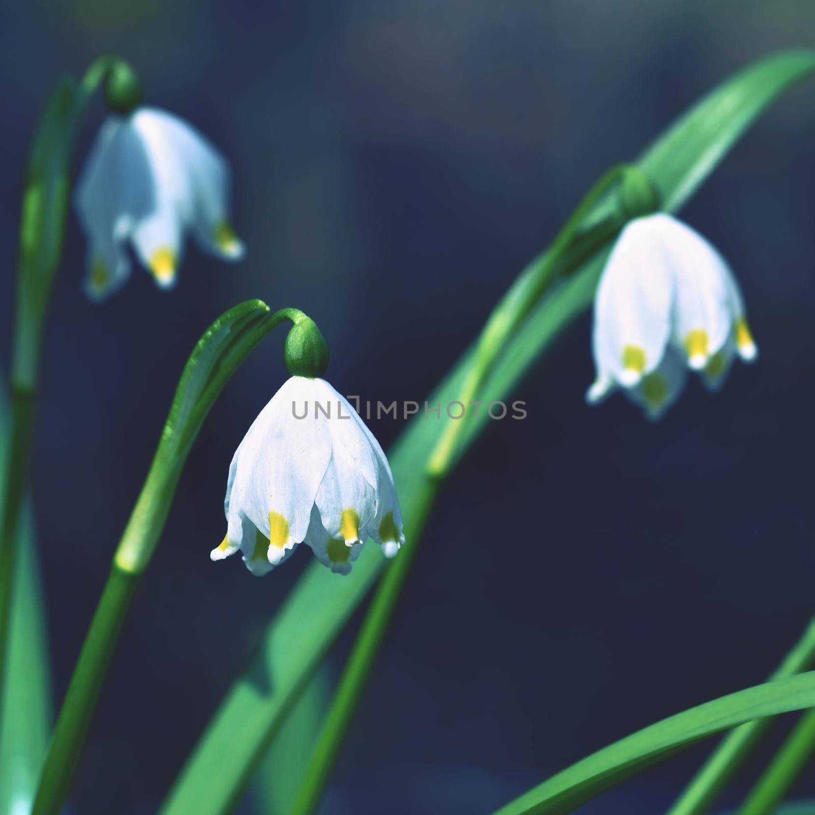 Beautiful blooming spring snowflakes flowers. (leucojum vernum carpaticum)