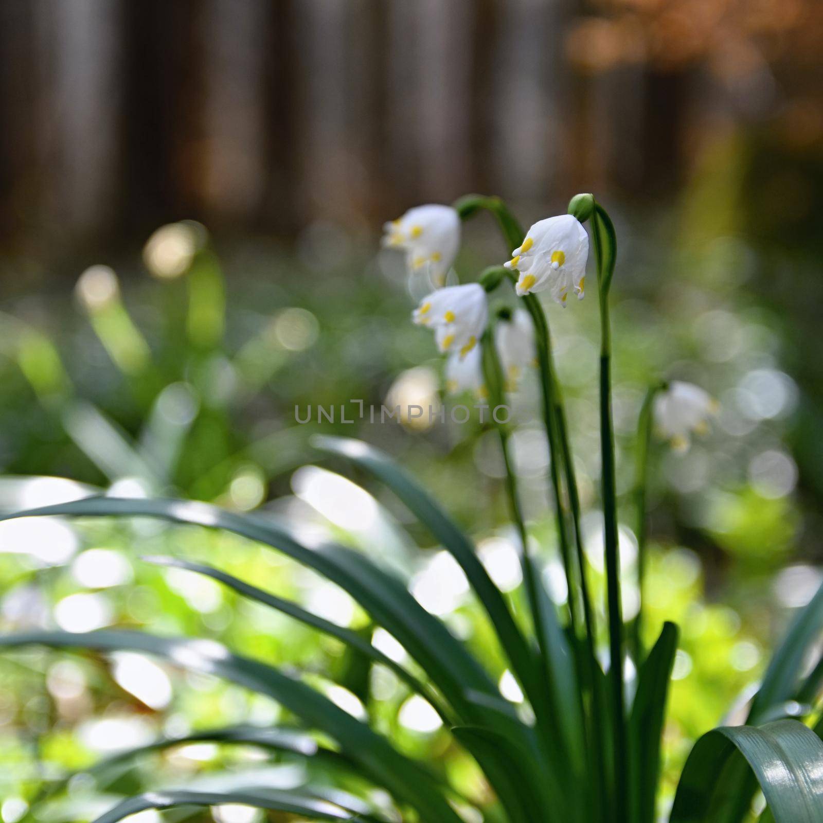 Beautiful blooming spring snowflakes flowers. (leucojum vernum carpaticum) by Montypeter