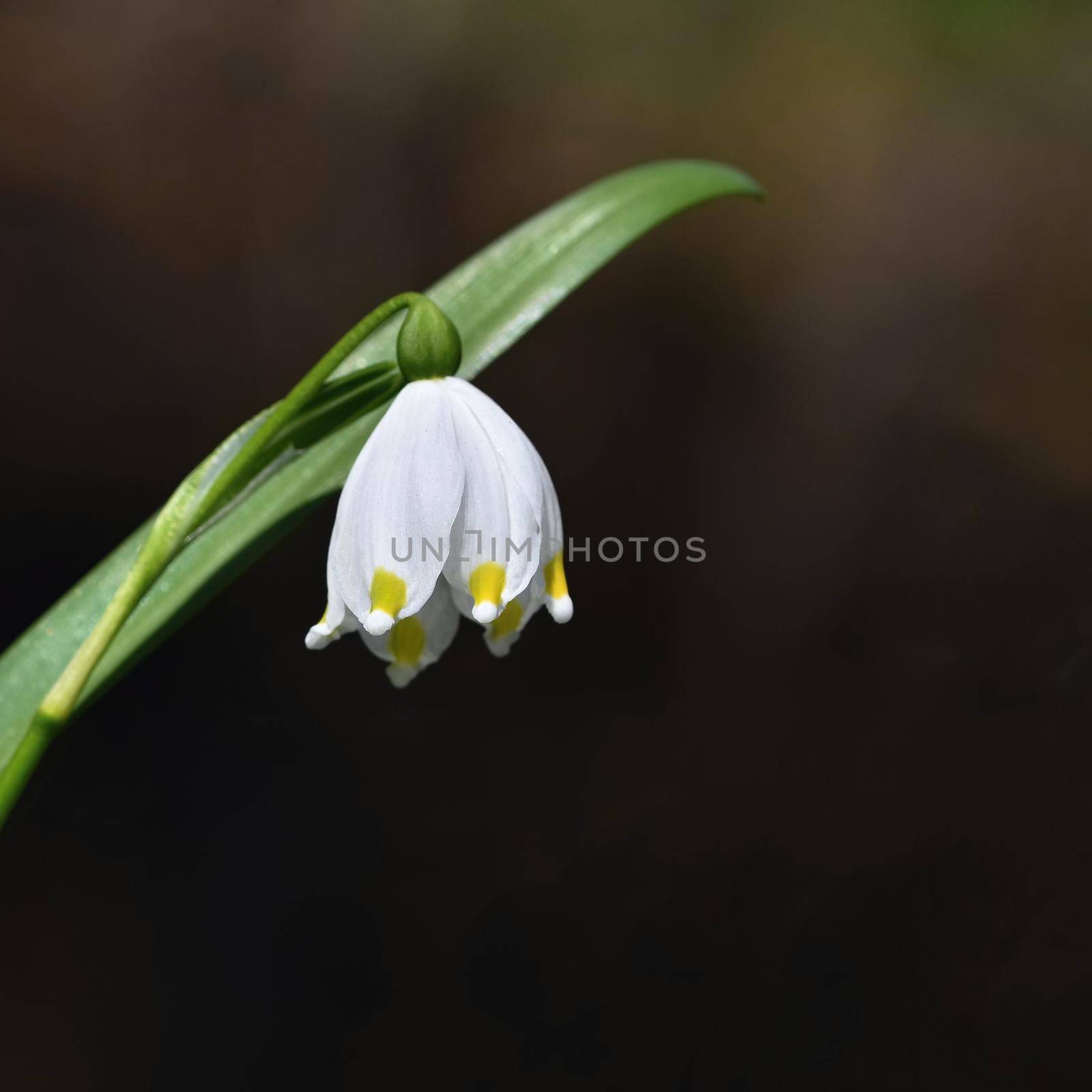 Beautiful blooming spring snowflakes flowers. (leucojum vernum carpaticum)