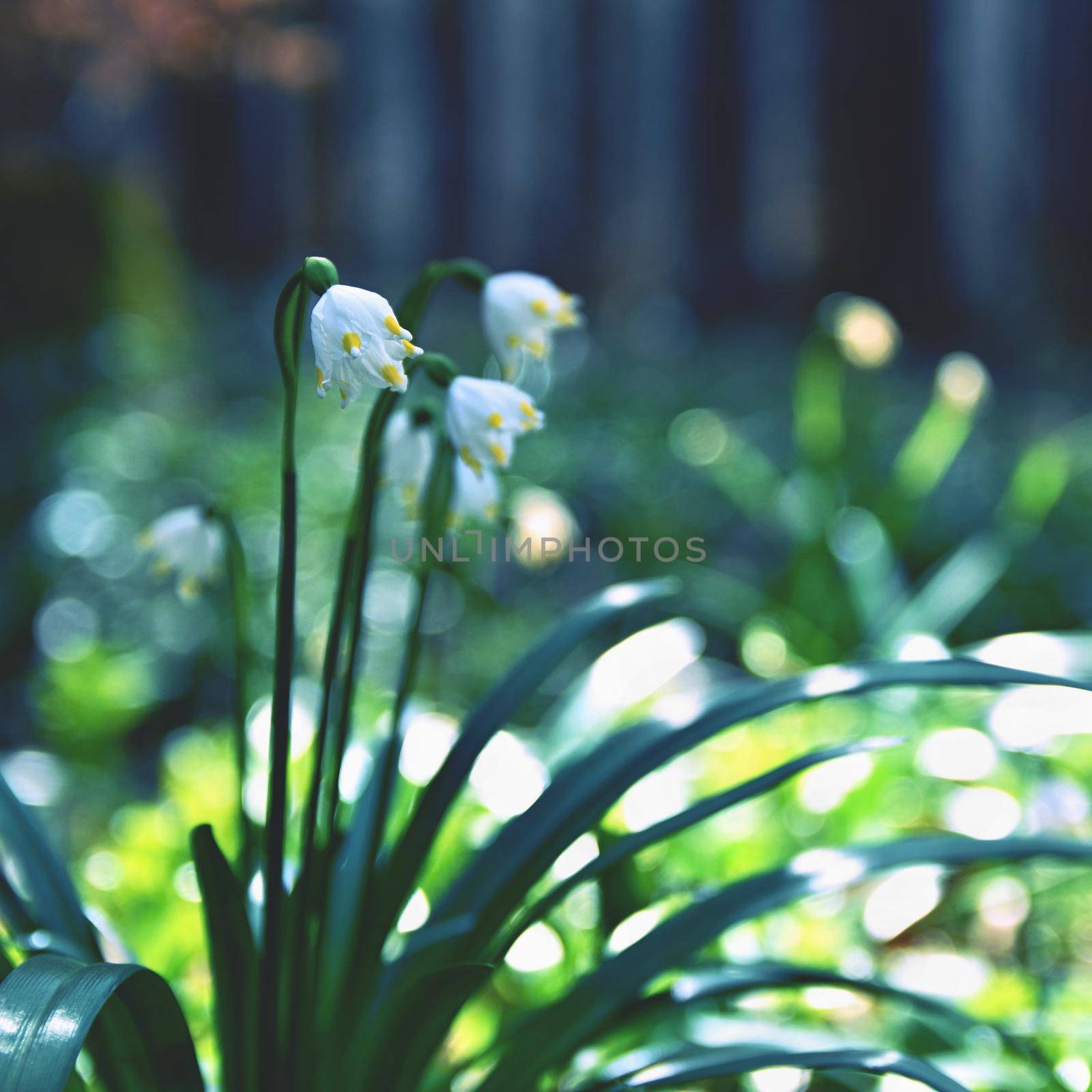 Beautiful blooming spring snowflakes flowers. (leucojum vernum carpaticum) by Montypeter