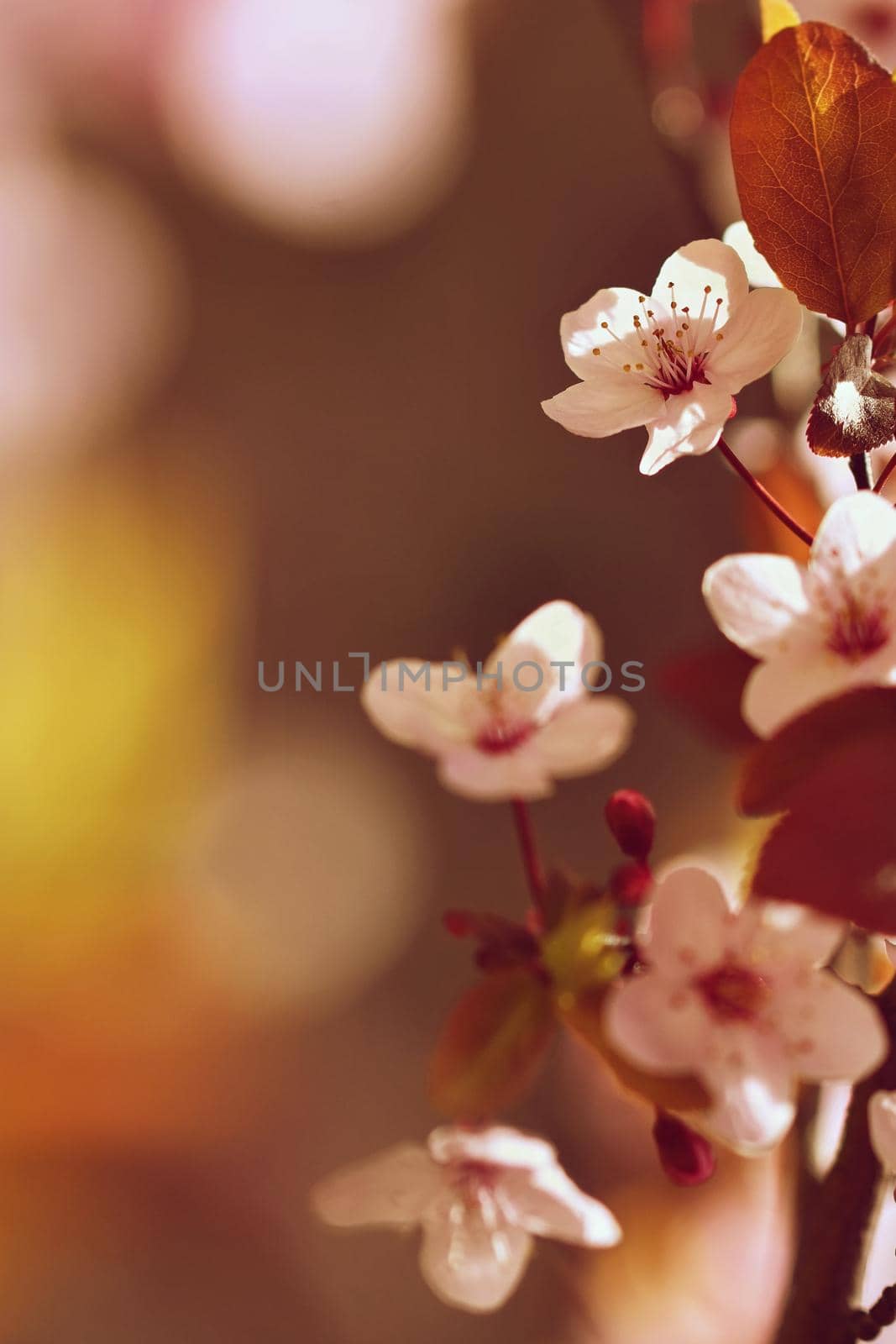 Blossom tree. Nature background.Sunny day. Spring flowers. Beautiful Orchard. Abstract blurred background. Springtime by Montypeter