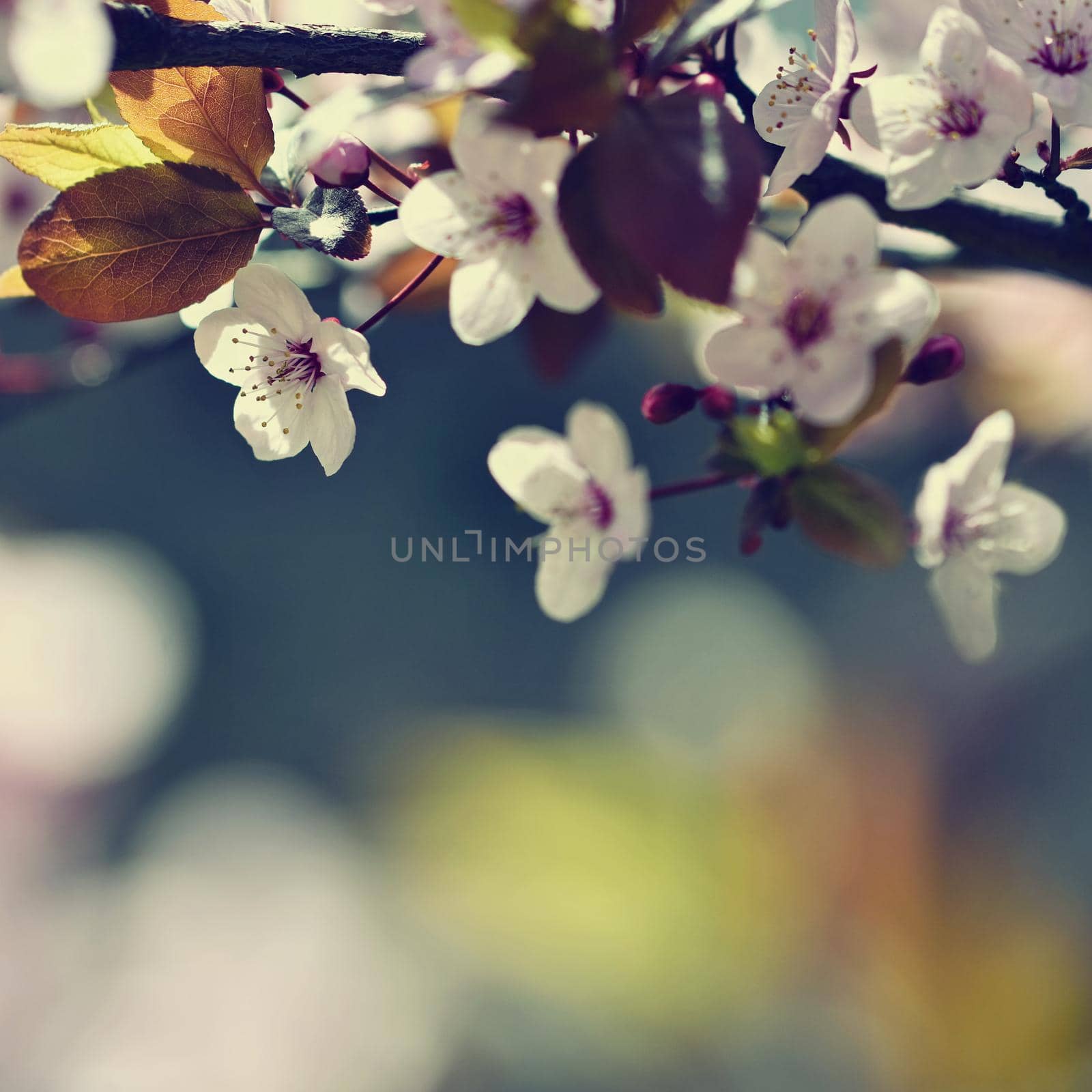 Blossom tree. Nature background.Sunny day. Spring flowers. Beautiful Orchard. Abstract blurred background. Springtime by Montypeter
