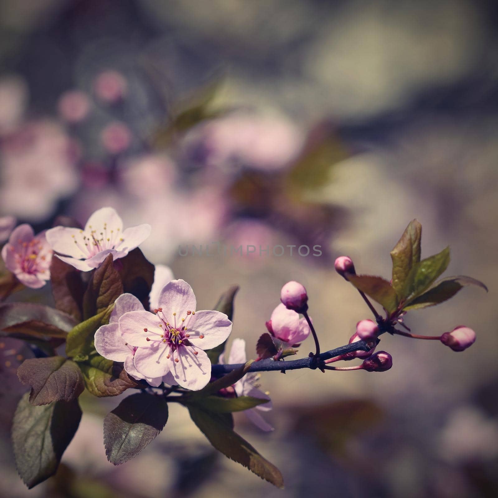 Blossom tree. Nature background.Sunny day. Spring flowers. Beautiful Orchard. Abstract blurred background. Springtime by Montypeter