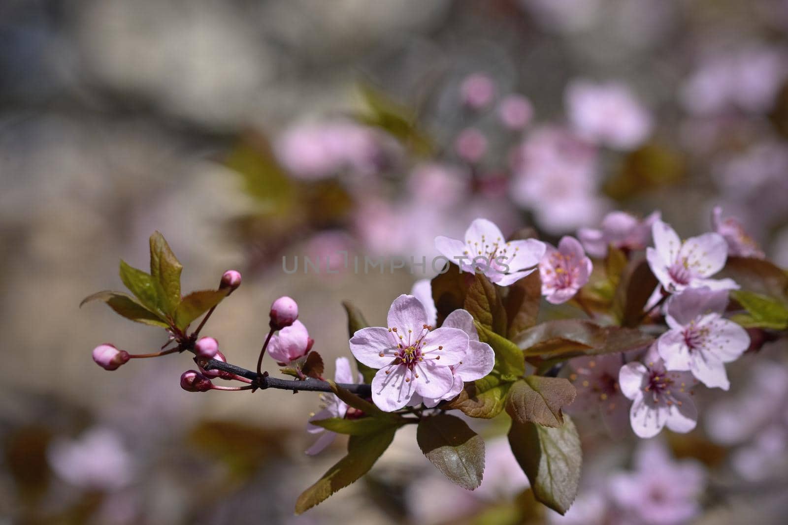 Blossom tree. Nature background.Sunny day. Spring flowers. Beautiful Orchard. Abstract blurred background. Springtime