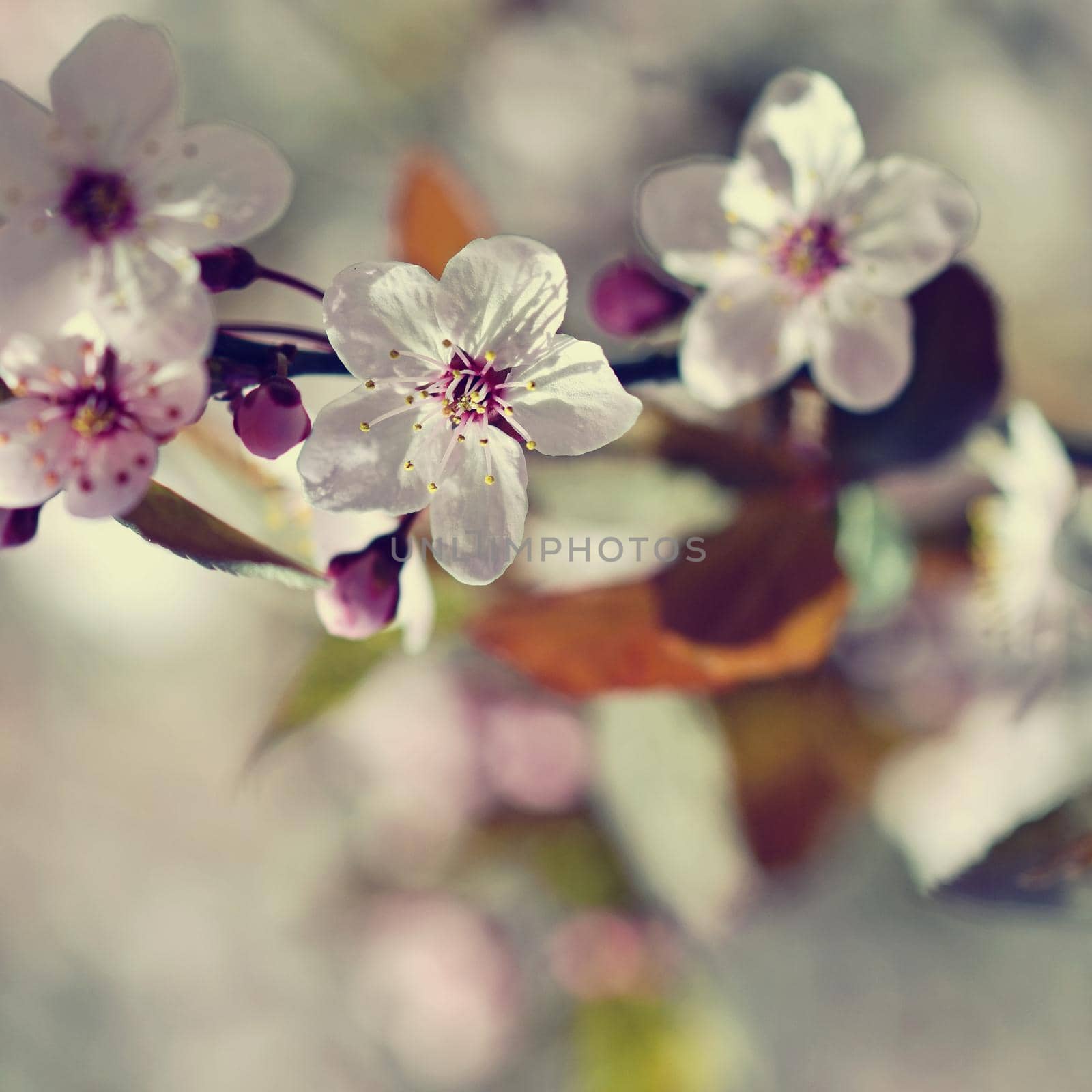 Blossom tree. Nature background.Sunny day. Spring flowers. Beautiful Orchard. Abstract blurred background. Springtime by Montypeter