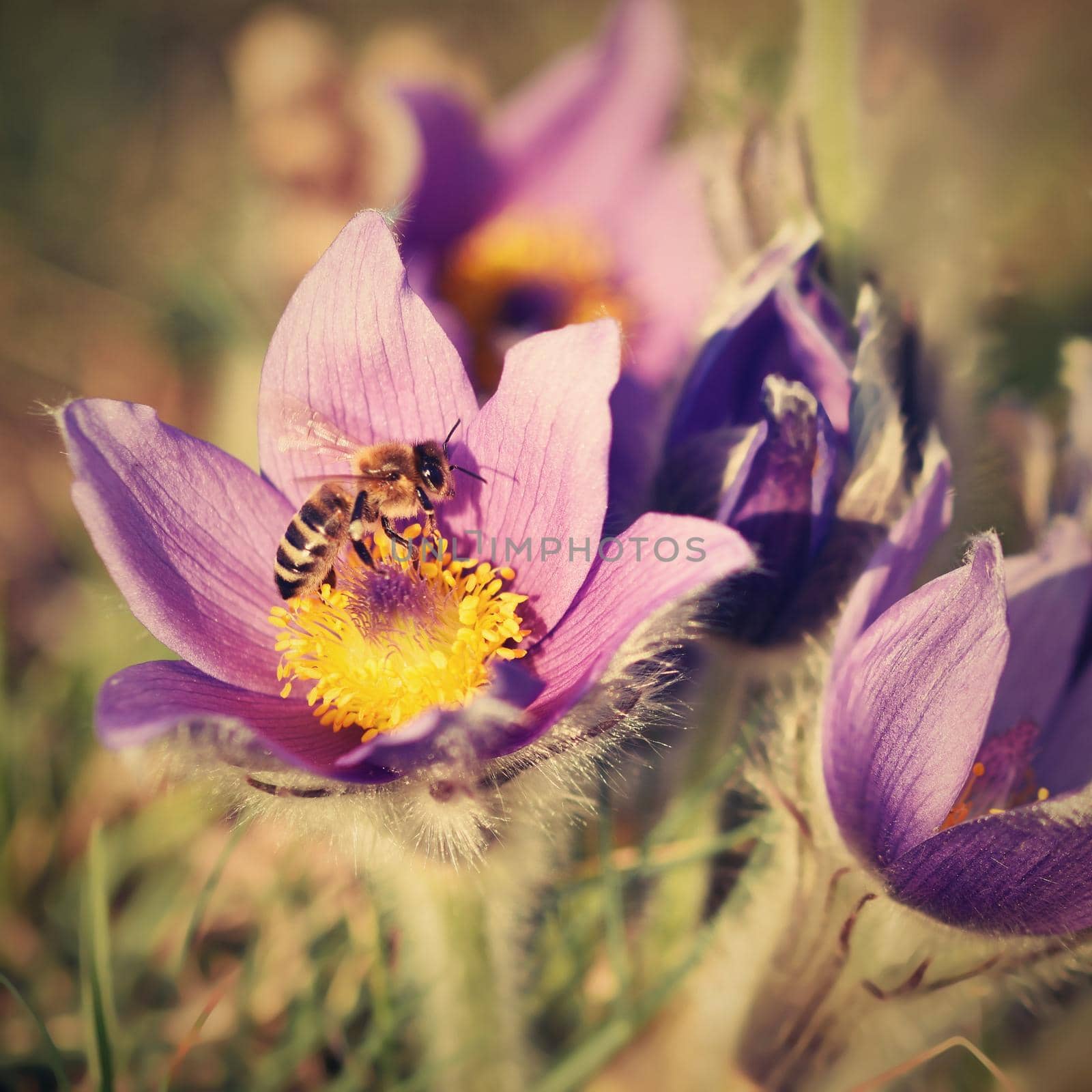 Beautiful purple little furry pasque-flower. (Pulsatilla grandis) Blooming on spring meadow at the sunset.