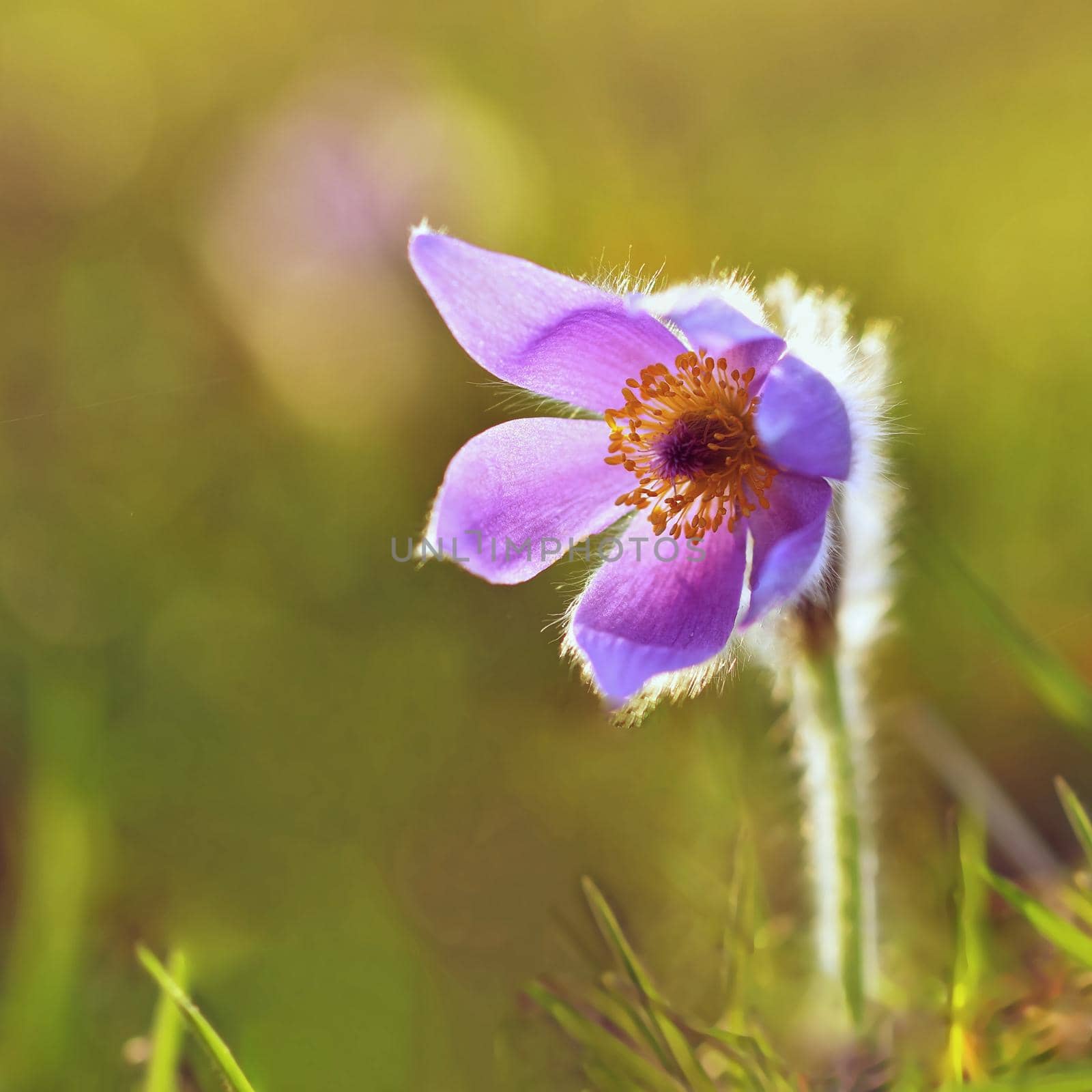 Beautiful purple little furry pasque-flower. (Pulsatilla grandis) Blooming on spring meadow at the sunset. by Montypeter