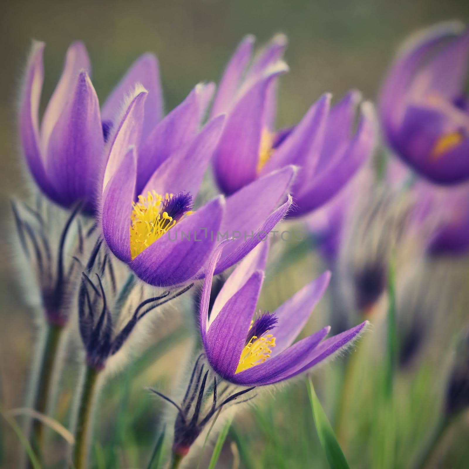 Beautiful purple little furry pasque-flower. (Pulsatilla grandis) Blooming on spring meadow at the sunset. by Montypeter