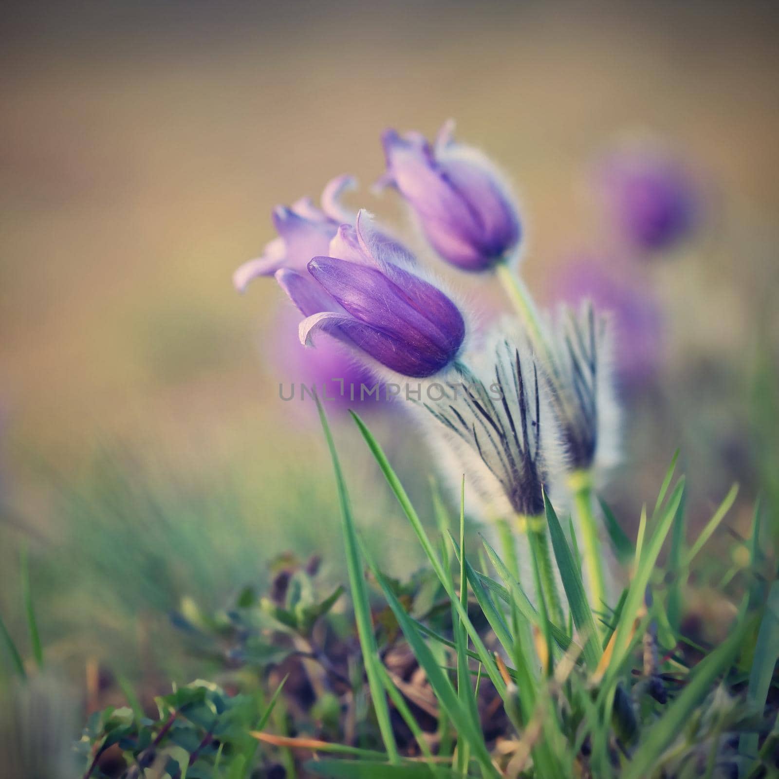 Beautiful purple little furry pasque-flower. (Pulsatilla grandis) Blooming on spring meadow at the sunset. by Montypeter