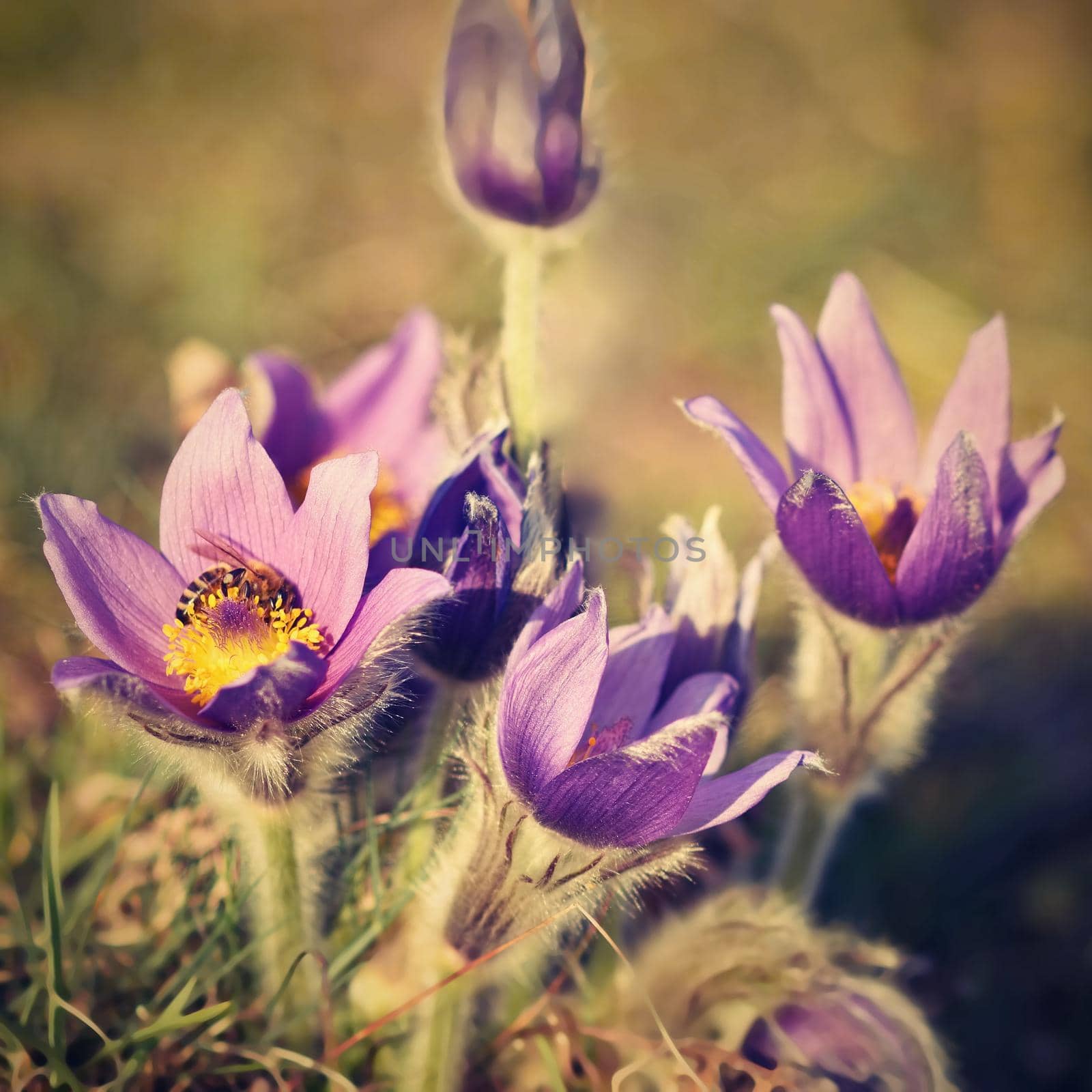 Beautiful purple little furry pasque-flower. (Pulsatilla grandis) Blooming on spring meadow at the sunset.