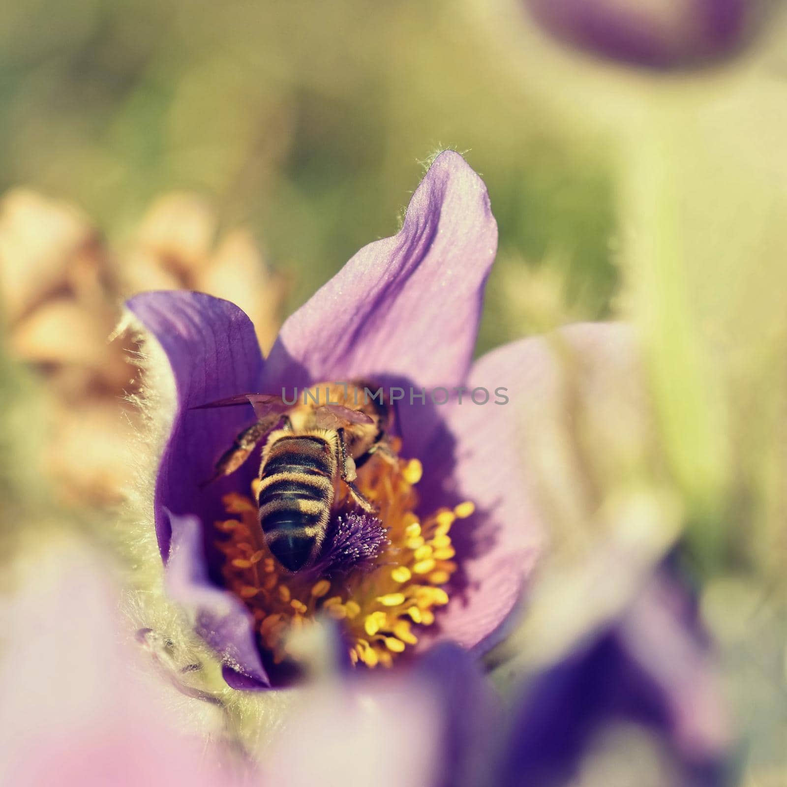 Beautiful purple little furry pasque-flower. (Pulsatilla grandis) Blooming on spring meadow at the sunset.