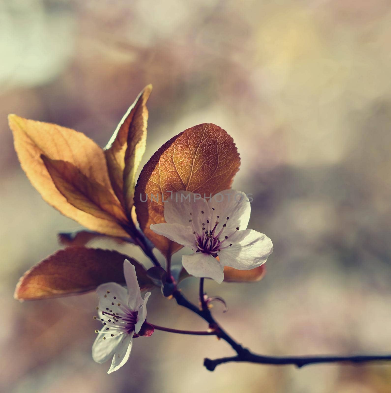 Beautiful flowering Japanese cherry Sakura. Season Background. Outdoor natural blurred background with flowering tree in spring sunny day. by Montypeter