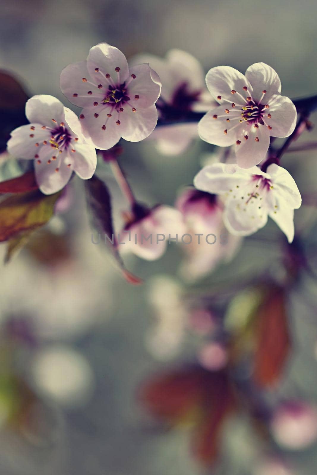 Beautiful flowering Japanese cherry Sakura. Season Background. Outdoor natural blurred background with flowering tree in spring sunny day. by Montypeter