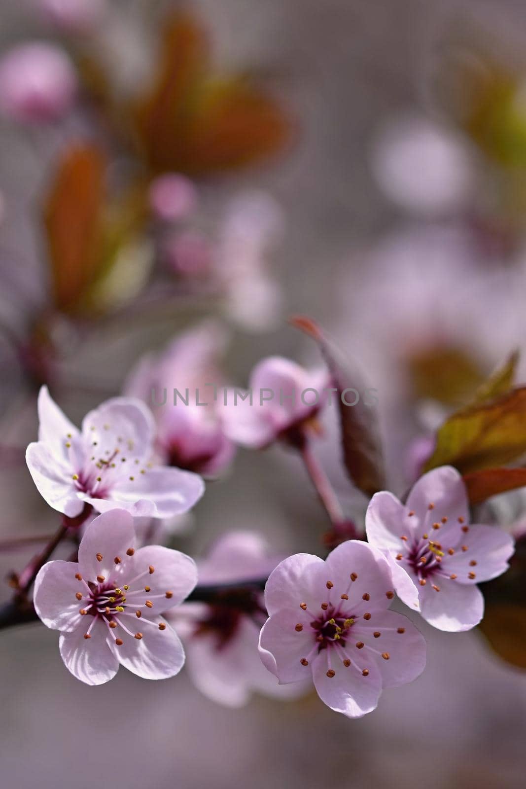 Beautiful flowering Japanese cherry Sakura. Season Background. Outdoor natural blurred background with flowering tree in spring sunny day.