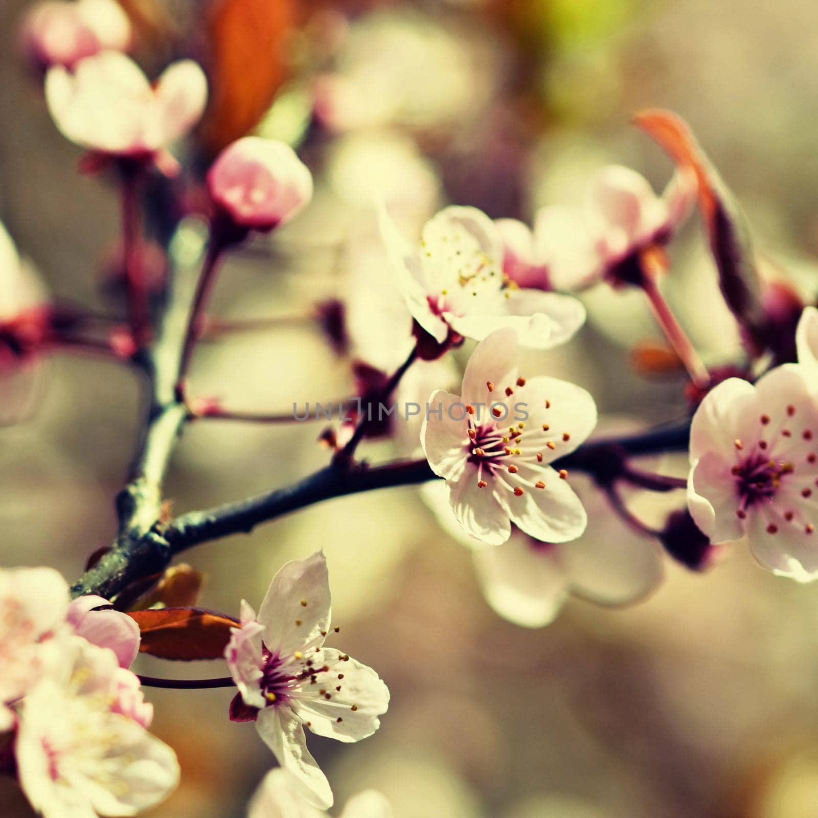 Beautiful flowering Japanese cherry Sakura. Season Background. Outdoor natural blurred background with flowering tree in spring sunny day. by Montypeter