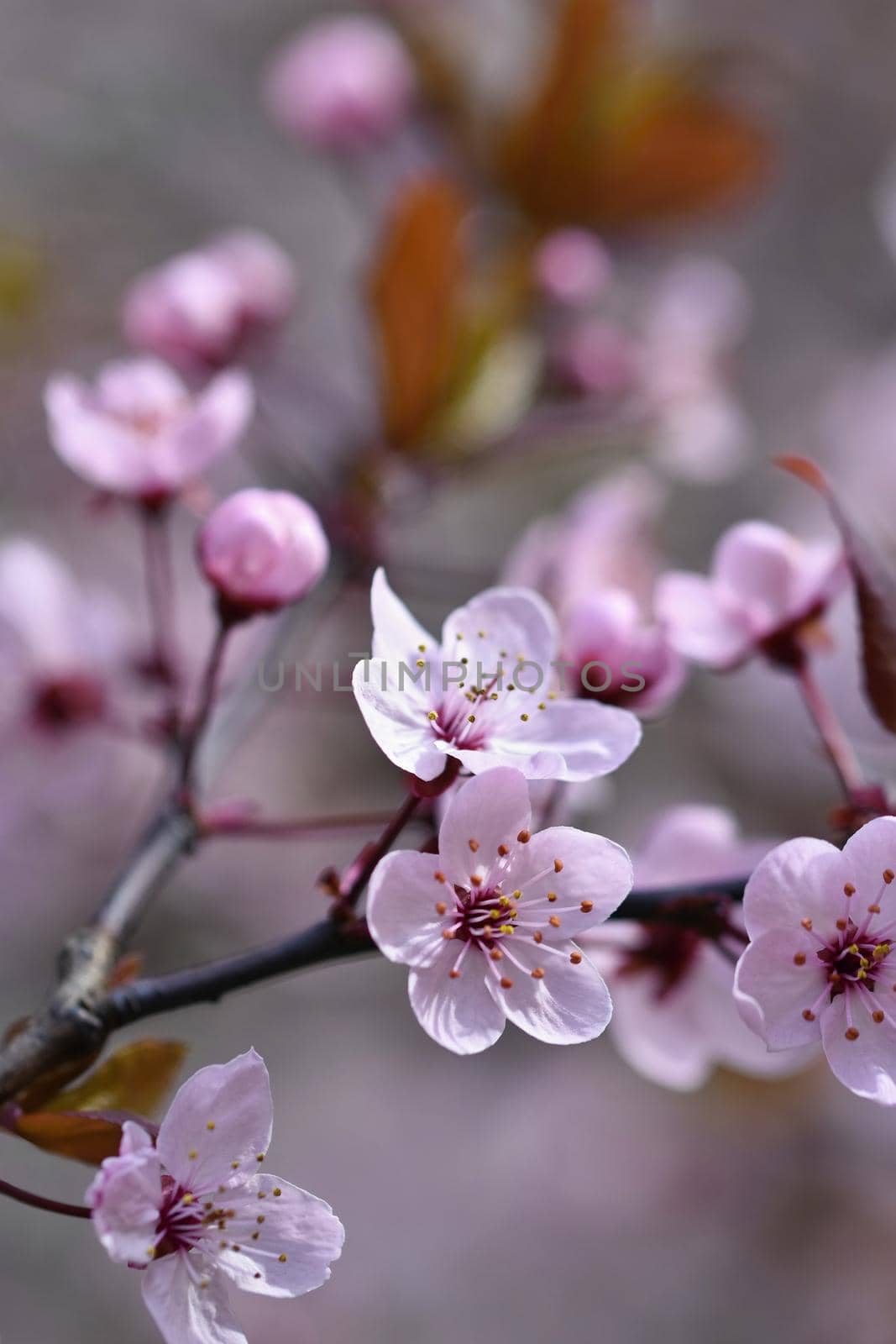 Beautiful flowering Japanese cherry Sakura. Season Background. Outdoor natural blurred background with flowering tree in spring sunny day.