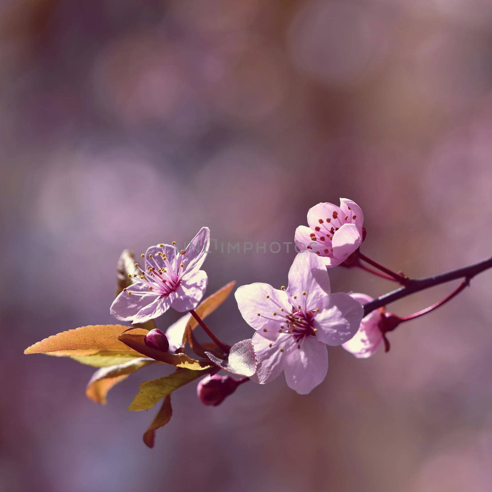 Beautiful flowering Japanese cherry Sakura. Season Background. Outdoor natural blurred background with flowering tree in spring sunny day. by Montypeter