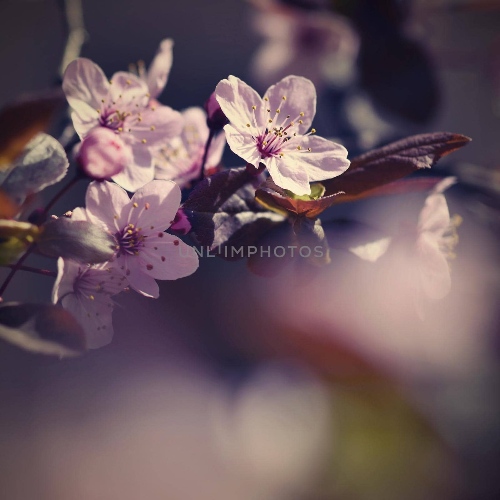 Beautiful flowering Japanese cherry Sakura. Season Background. Outdoor natural blurred background with flowering tree in spring sunny day. by Montypeter