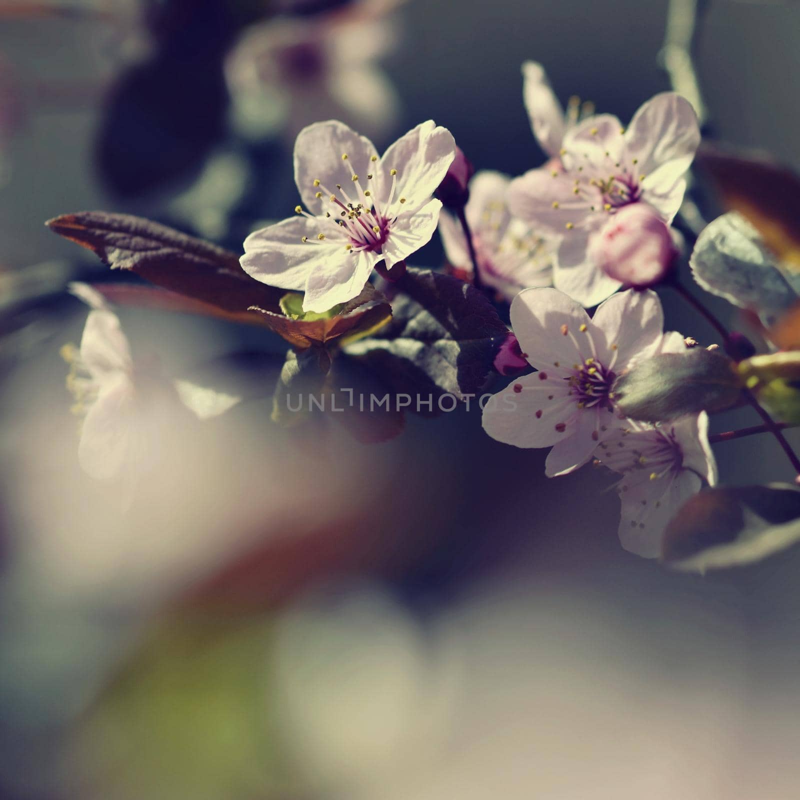 Beautiful flowering Japanese cherry Sakura. Season Background. Outdoor natural blurred background with flowering tree in spring sunny day.