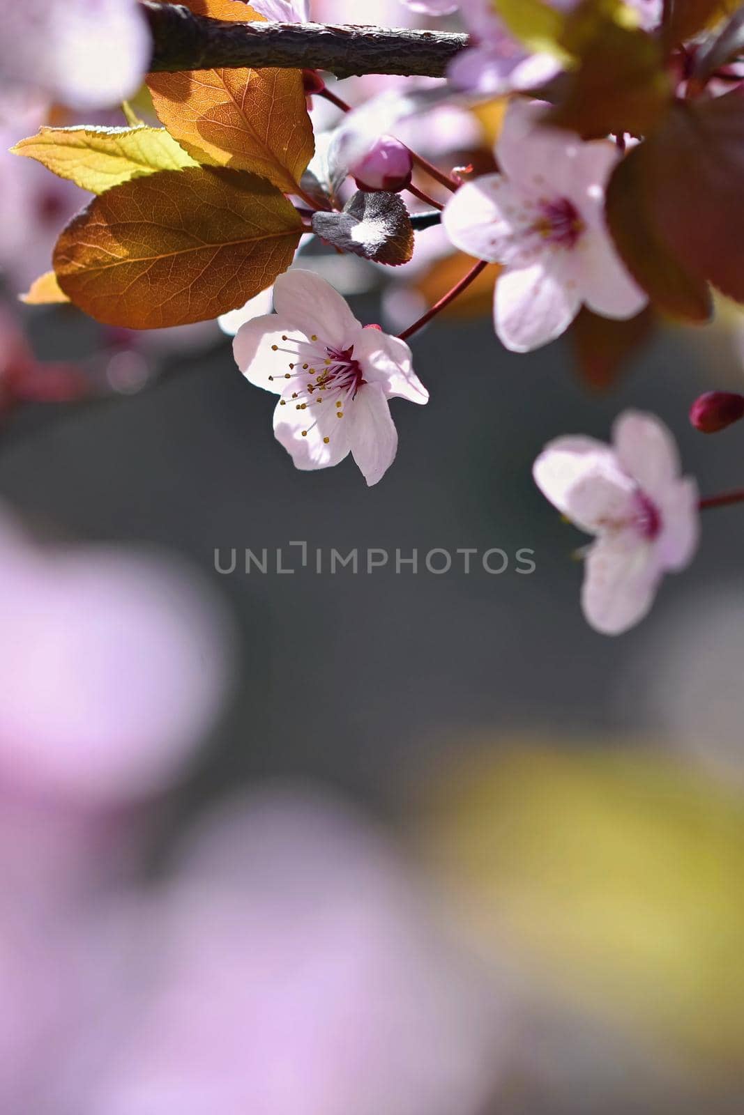 Blossom tree. Nature background.Sunny day. Spring flowers. Beautiful Orchard. Abstract blurred background. Springtime by Montypeter