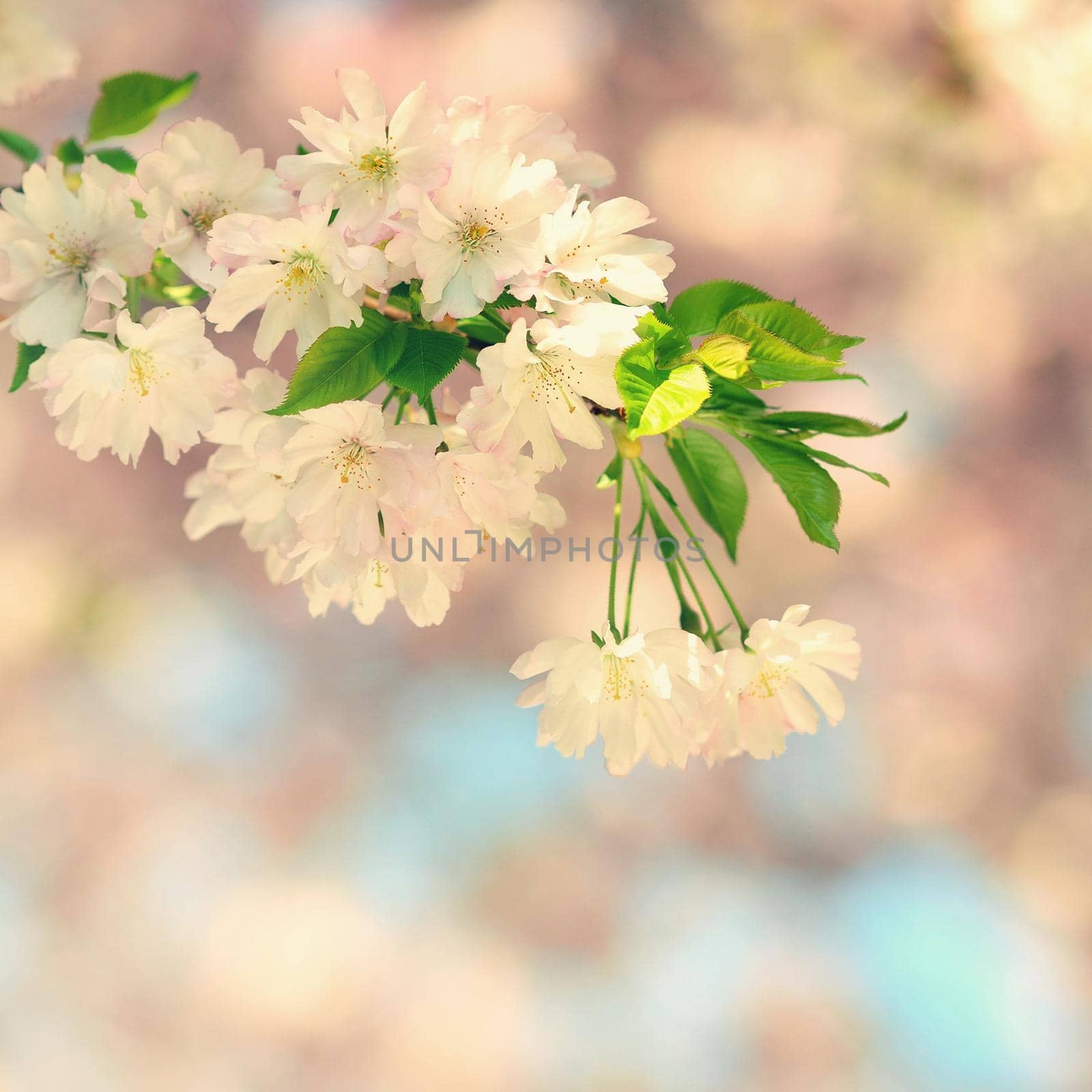 Beautiful blossom tree. Nature scene with sun on Sunny day. Spring flowers. Abstract blurred background in Springtime.  by Montypeter