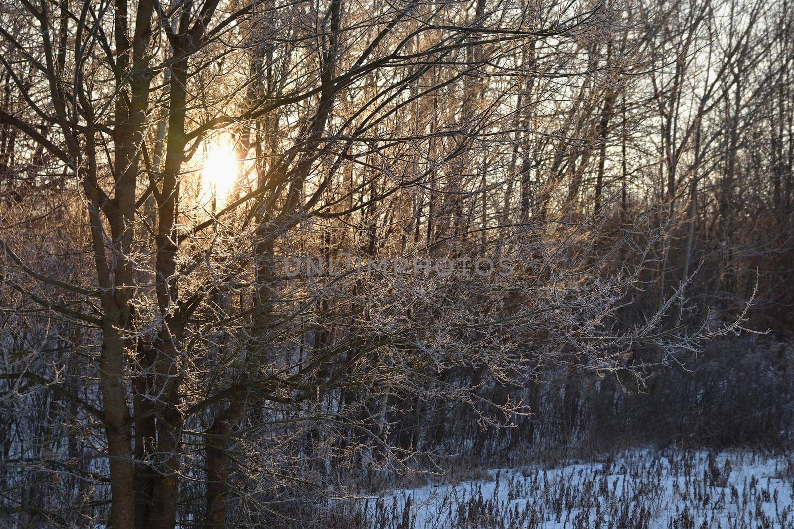 Winter landscape - frosty trees. Nature with snow. Beautiful seasonal natural background.