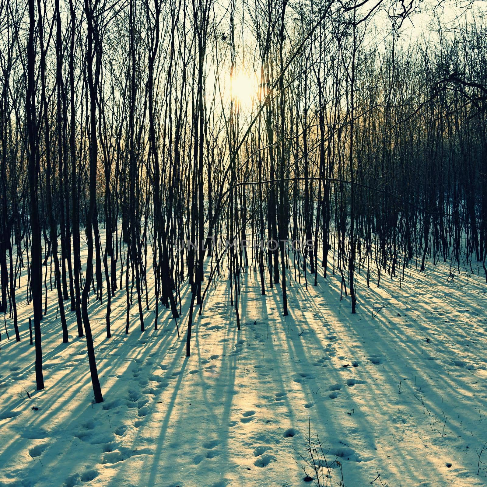 Winter landscape - frosty trees. Nature with snow. Beautiful seasonal natural background. by Montypeter