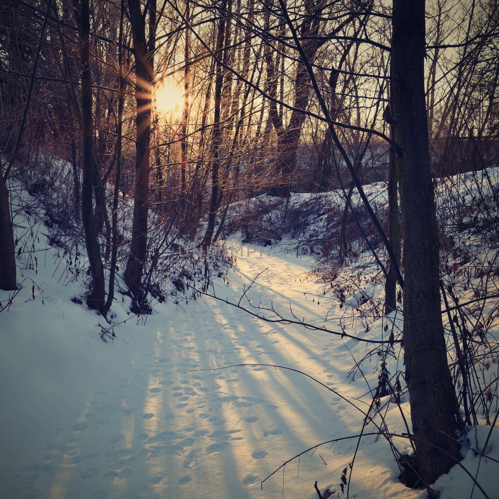 Winter landscape - frosty trees. Nature with snow. Beautiful seasonal natural background. by Montypeter