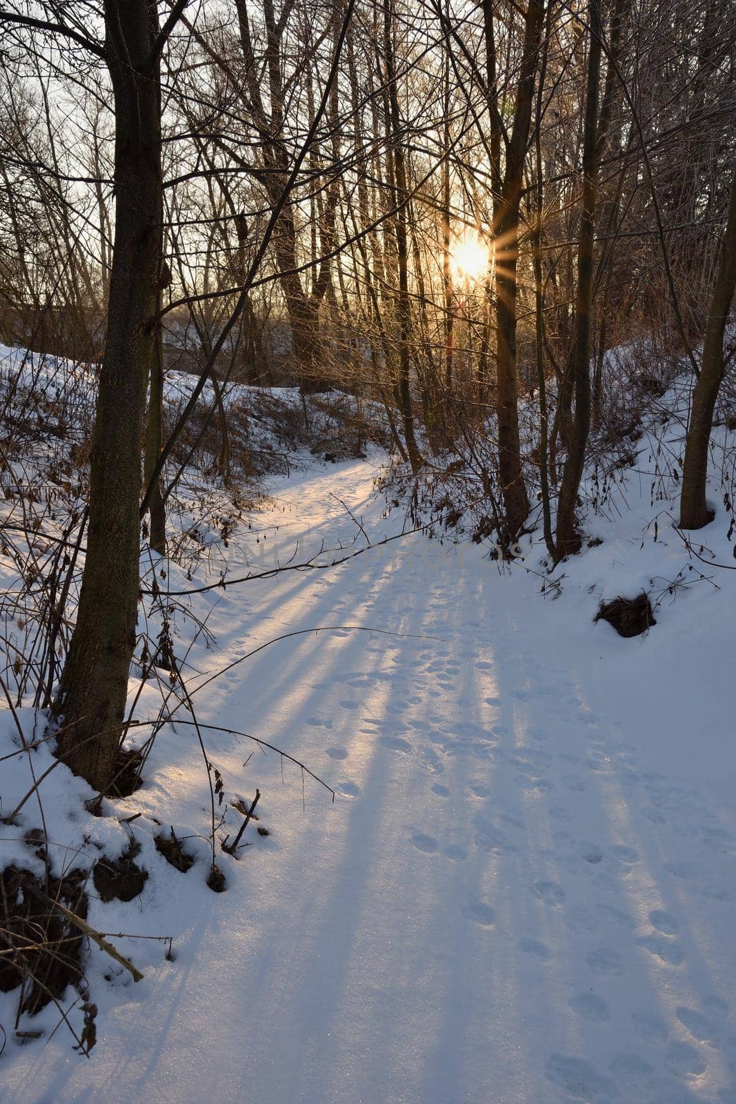 Winter landscape - frosty trees. Nature with snow. Beautiful seasonal natural background.