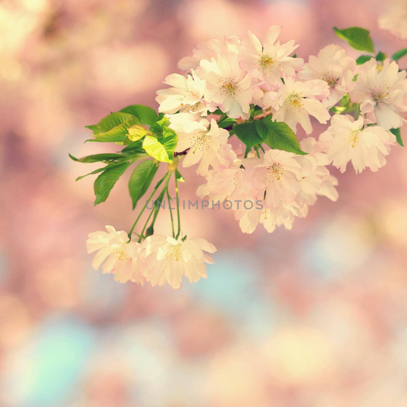 Beautiful blossom tree. Nature scene with sun on Sunny day. Spring flowers. Abstract blurred background in Springtime.  by Montypeter