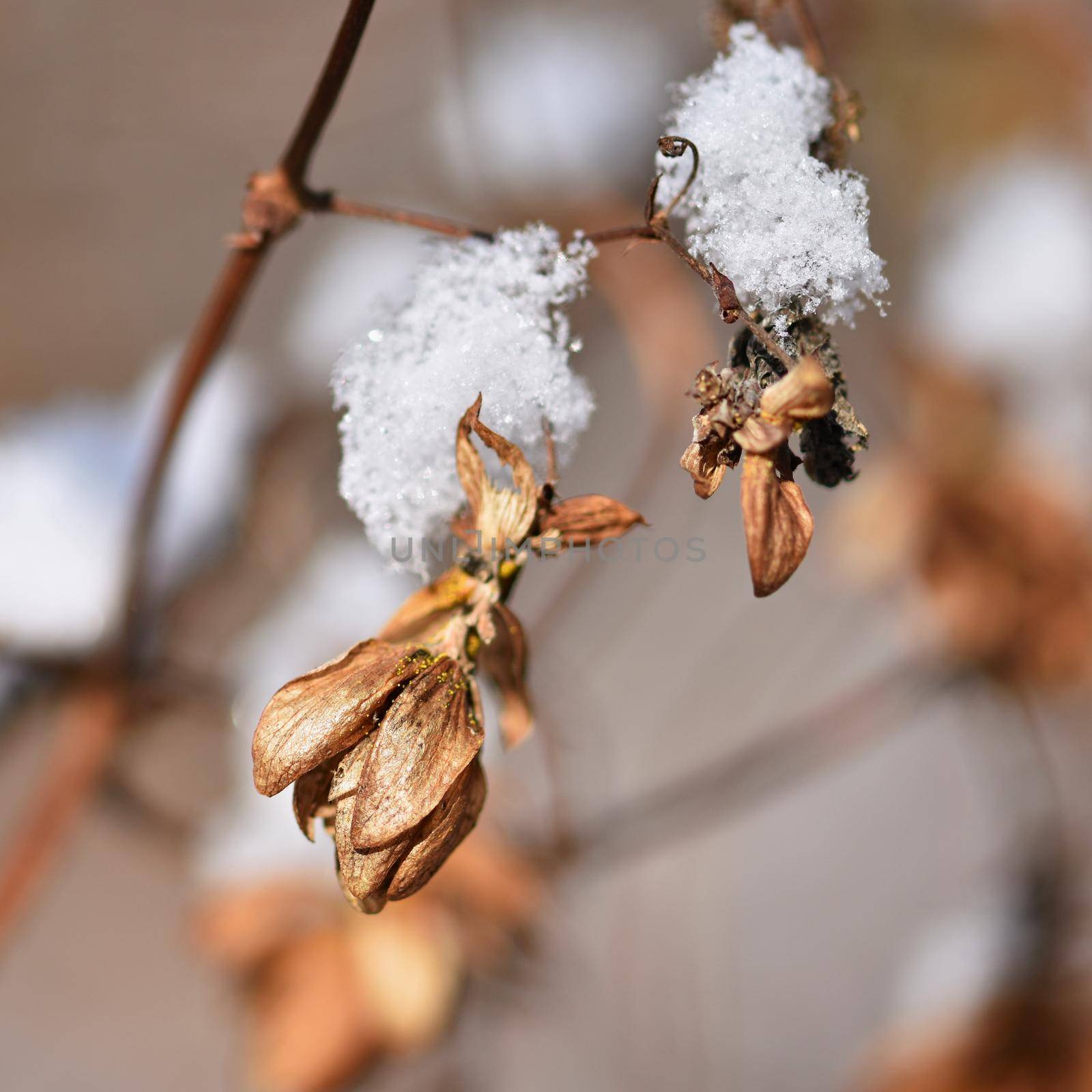 Winter landscape. Frost on branches. Beautiful winter seasonal natural background.