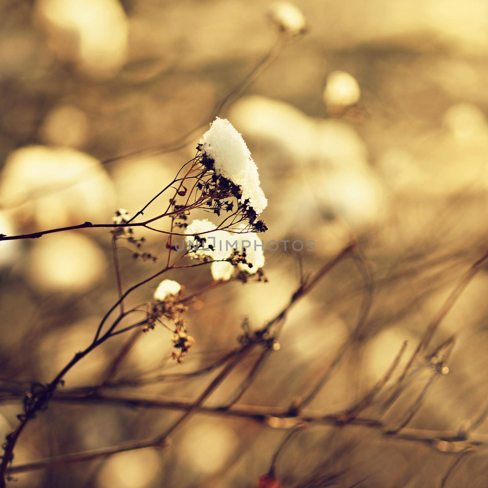 Frost and snow on branches. Beautiful winter seasonal  background. Beautiful nature. by Montypeter