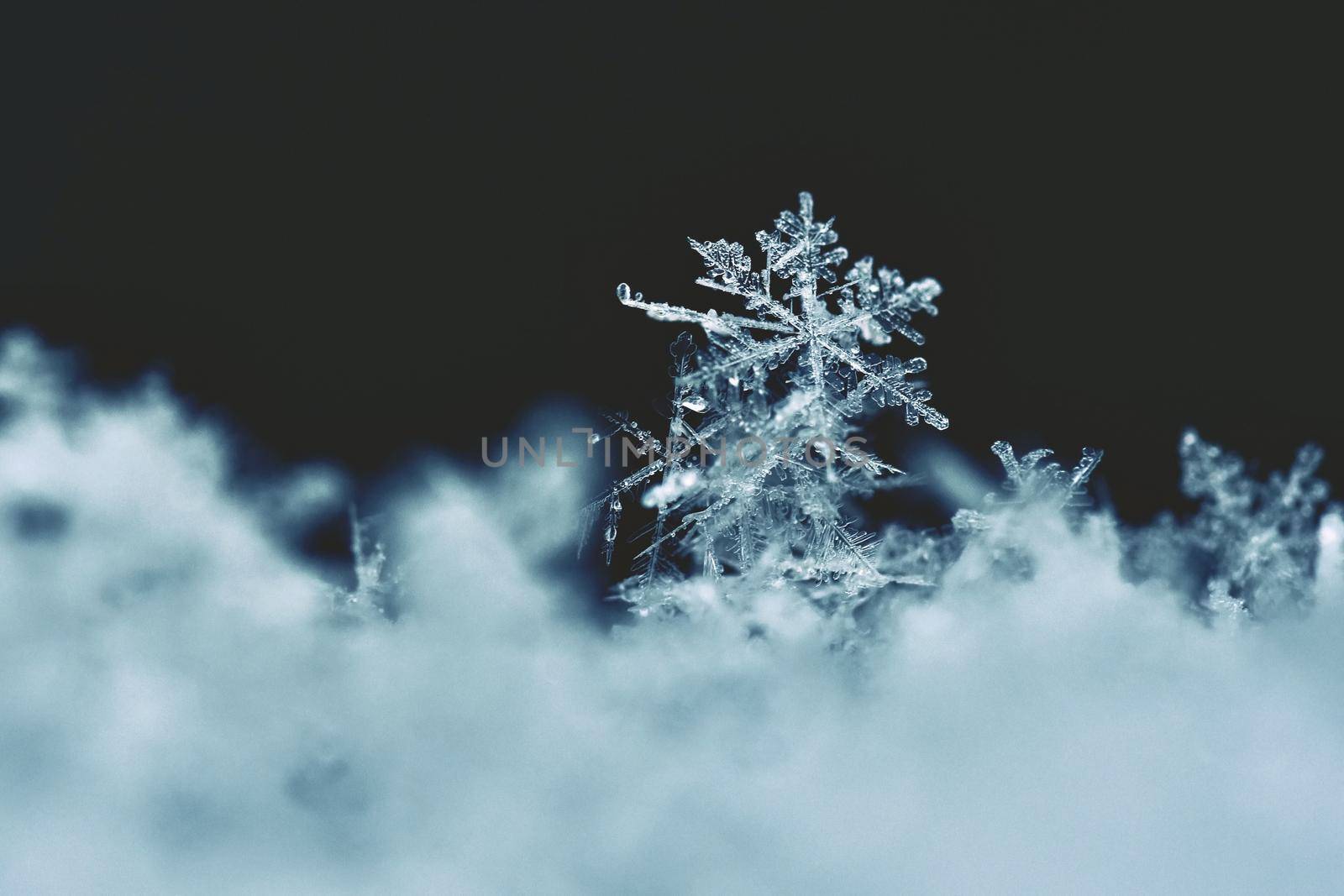 Snowflake. Macro photo of real snow crystal. Beautiful winter background seasonal nature and the weather in winter.