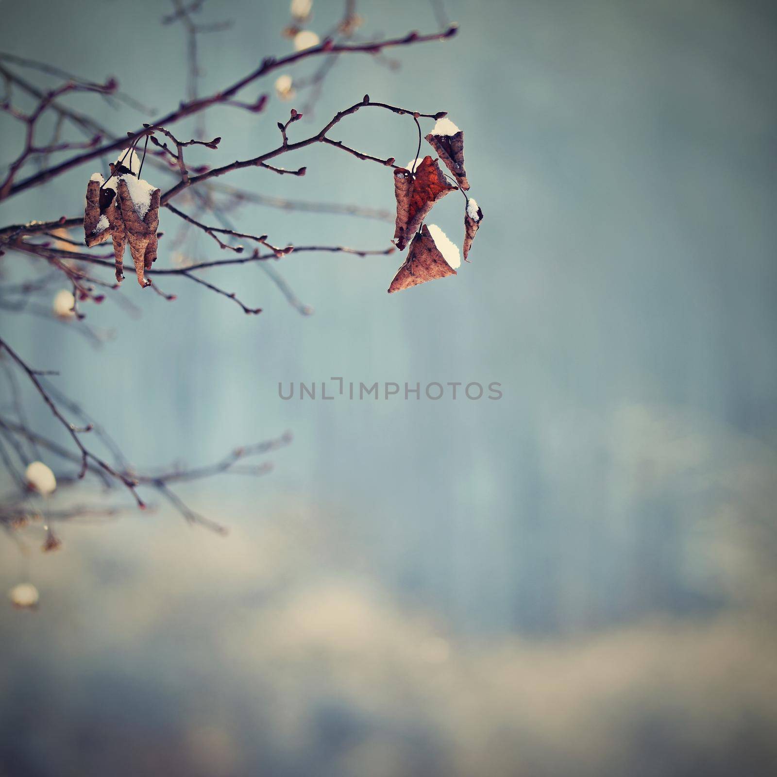 Winter landscape. Frost on branches. Beautiful winter seasonal natural background.