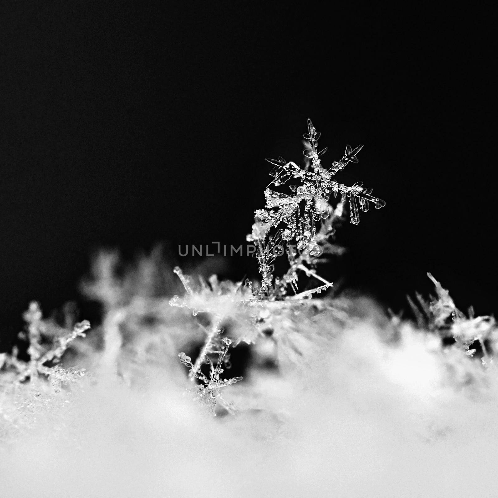 Snowflake. Macro photo of real snow crystal. Beautiful winter background seasonal nature and the weather in winter. by Montypeter