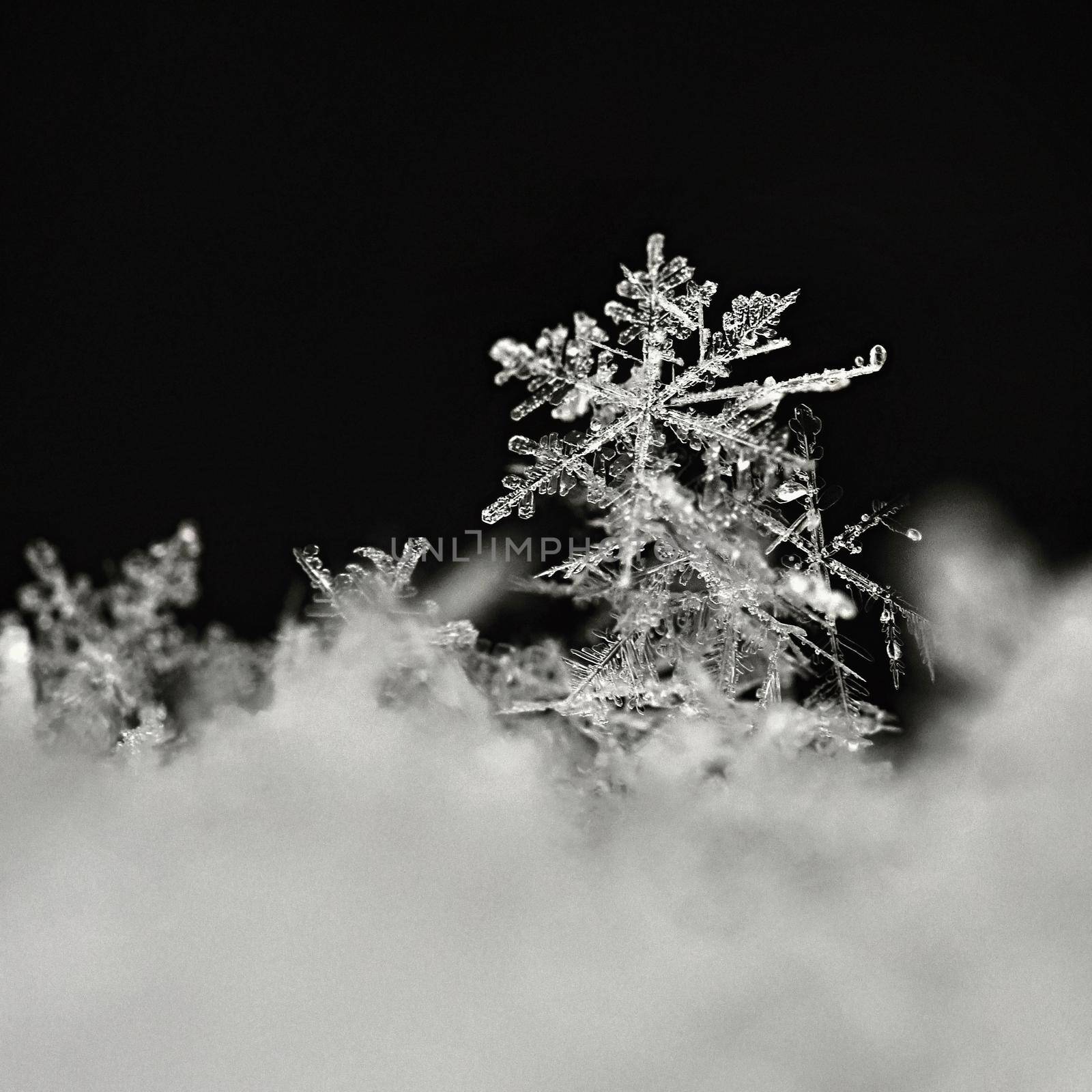 Snowflake. Macro photo of real snow crystal. Beautiful winter background seasonal nature and the weather in winter. by Montypeter