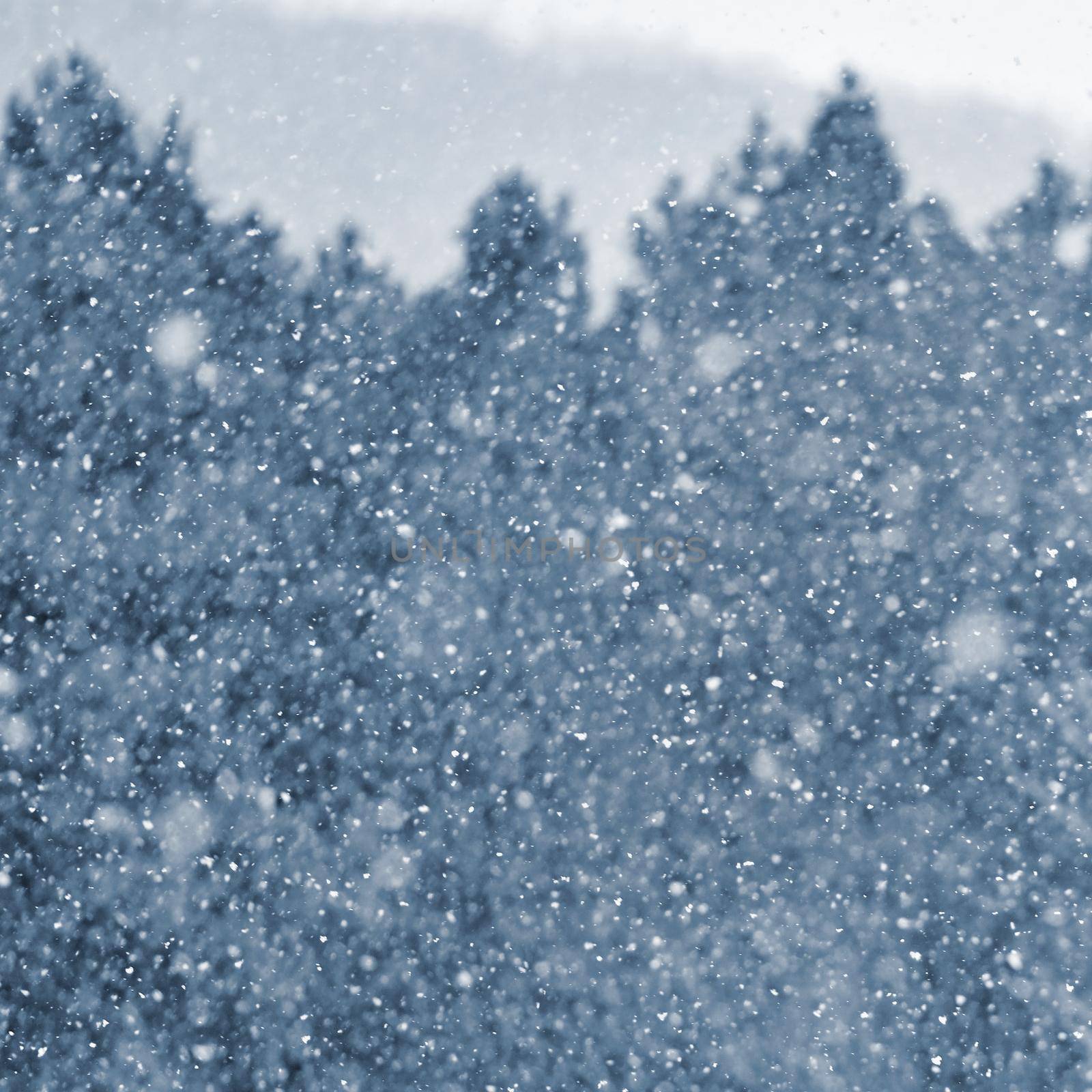 Snowfall. Beautiful winter background seasonal nature and the weather in winter. Winter landscape with falling snow. by Montypeter