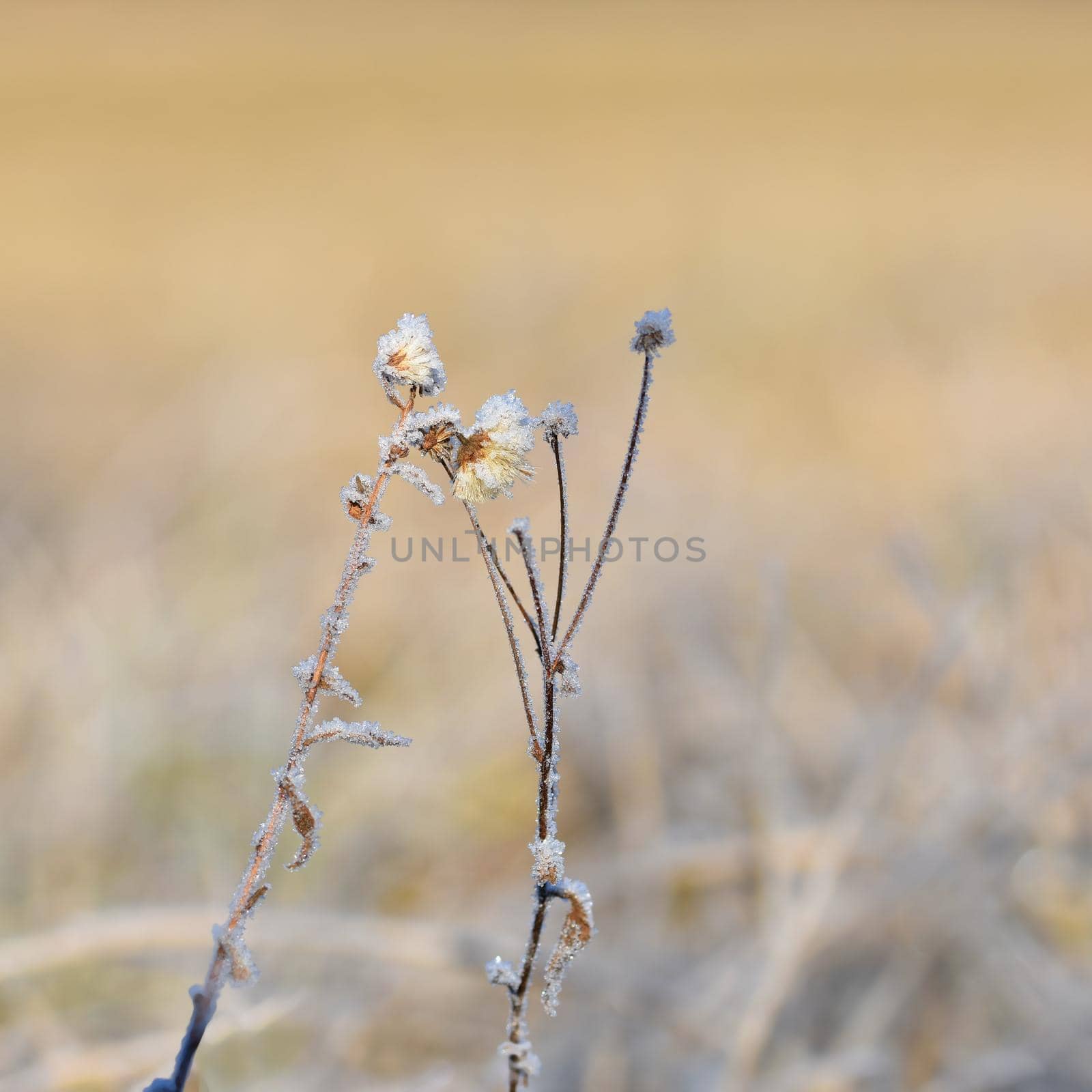 Frost on blade of grass. Beautiful winter seasonal natural background.