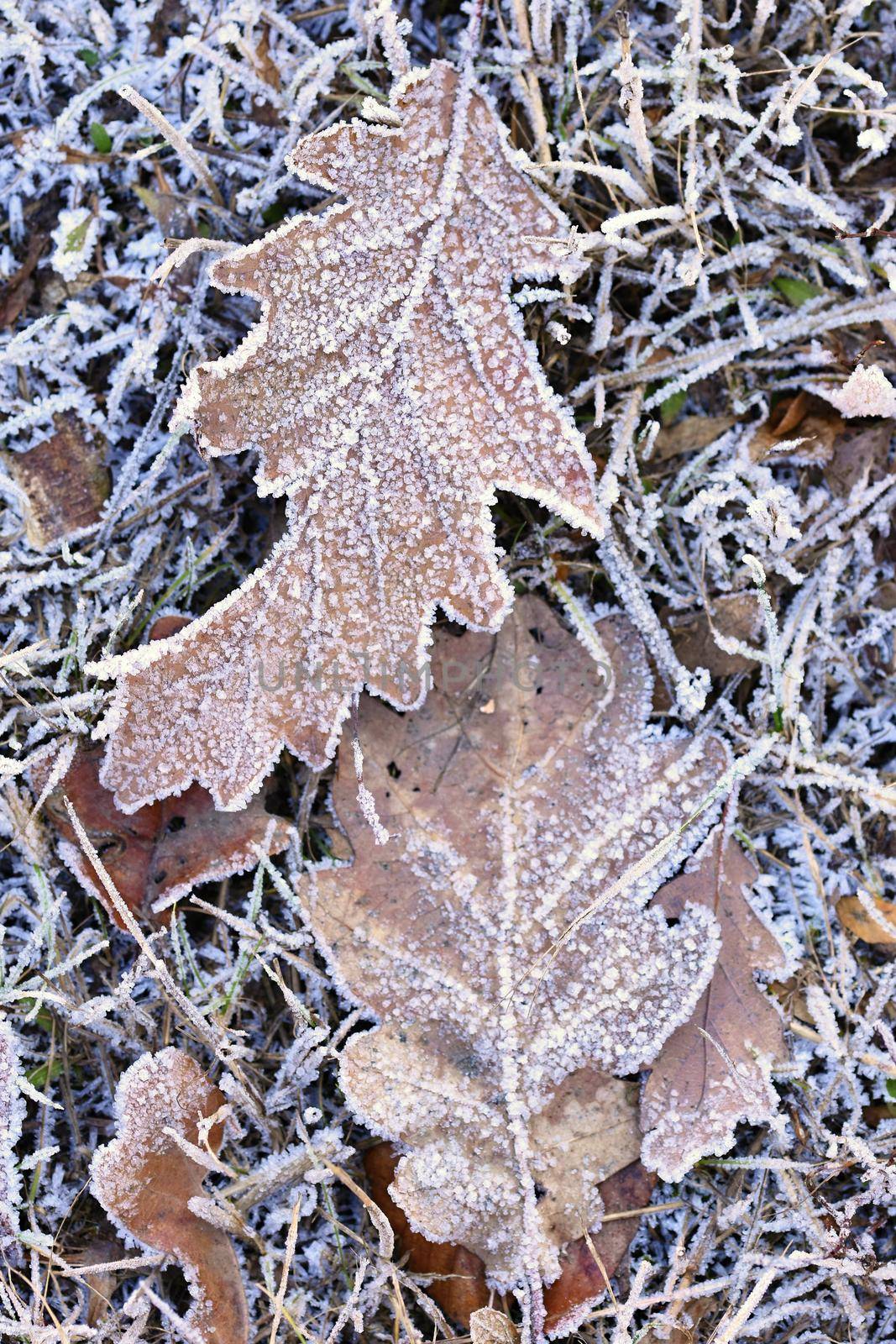 Brown Frozen leaves texture.  Beautiful winter seasonal natural background. by Montypeter