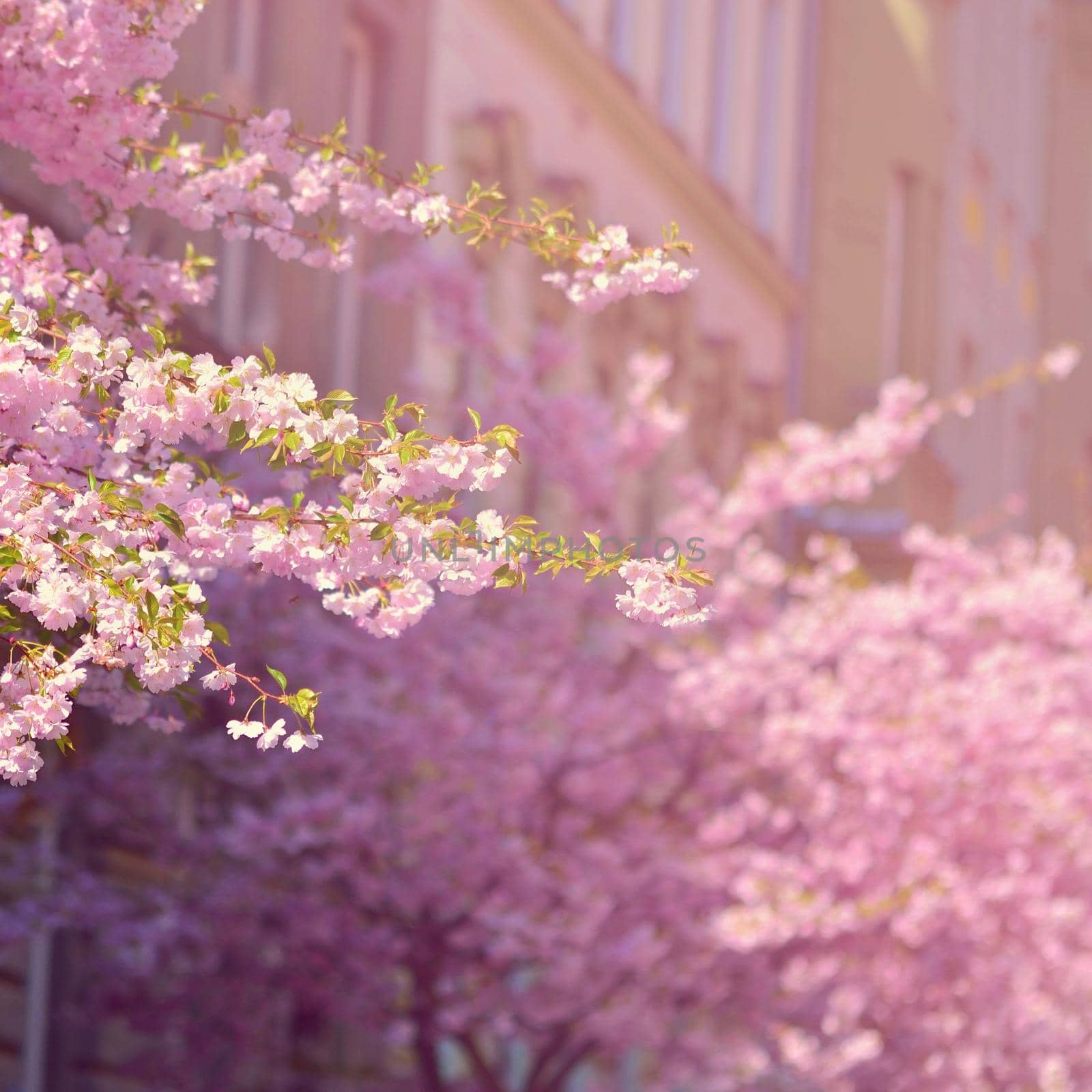 Beautiful blossom tree. Nature scene with sun on Sunny day. Spring flowers. Abstract blurred background in Springtime.  by Montypeter