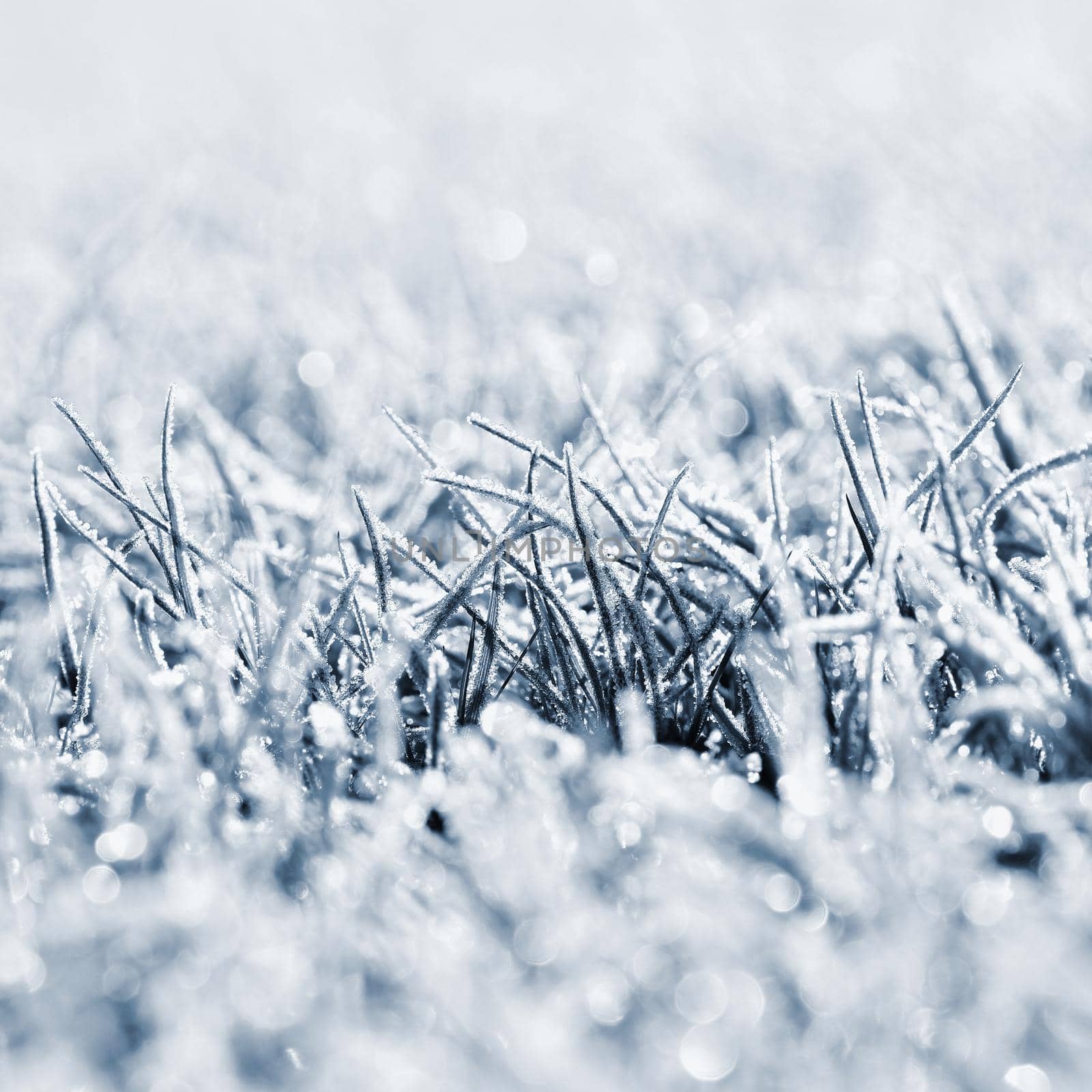 Frost on blade of grass. Beautiful winter seasonal natural background. by Montypeter