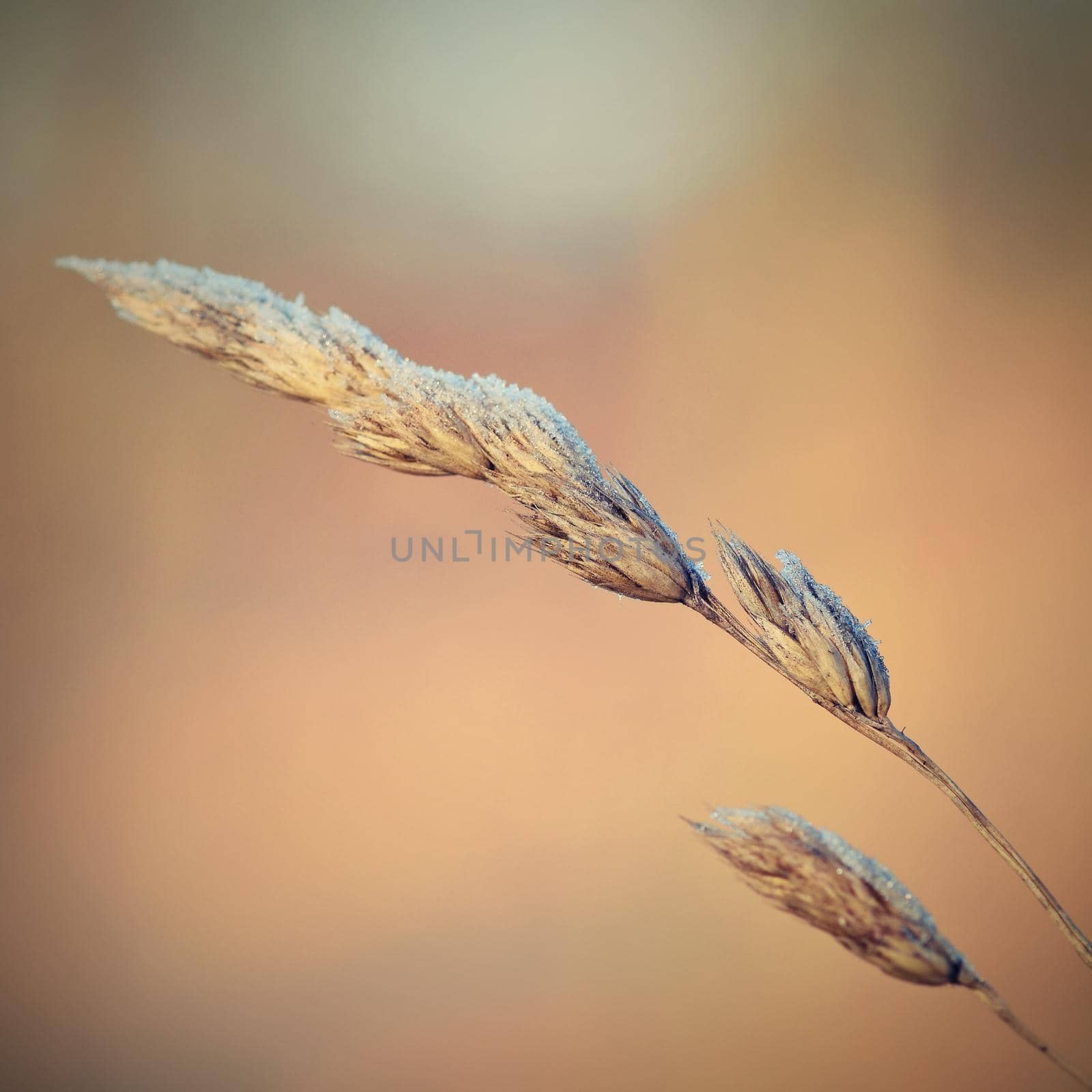 Frost on blade of grass. Beautiful winter seasonal natural background. by Montypeter