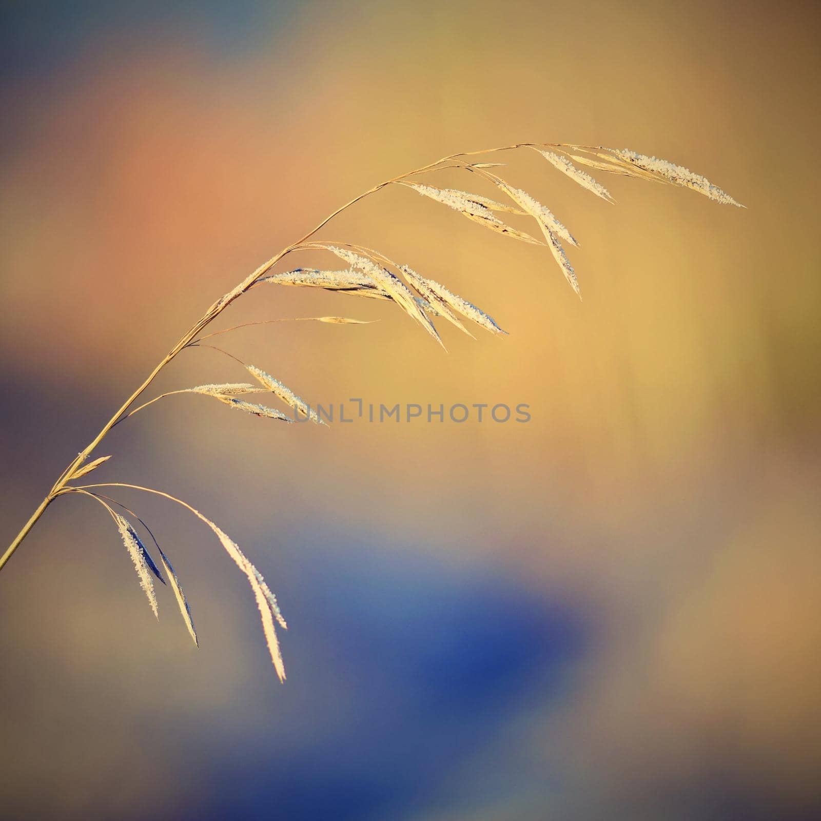 Frost on blade of grass. Beautiful winter seasonal natural background.