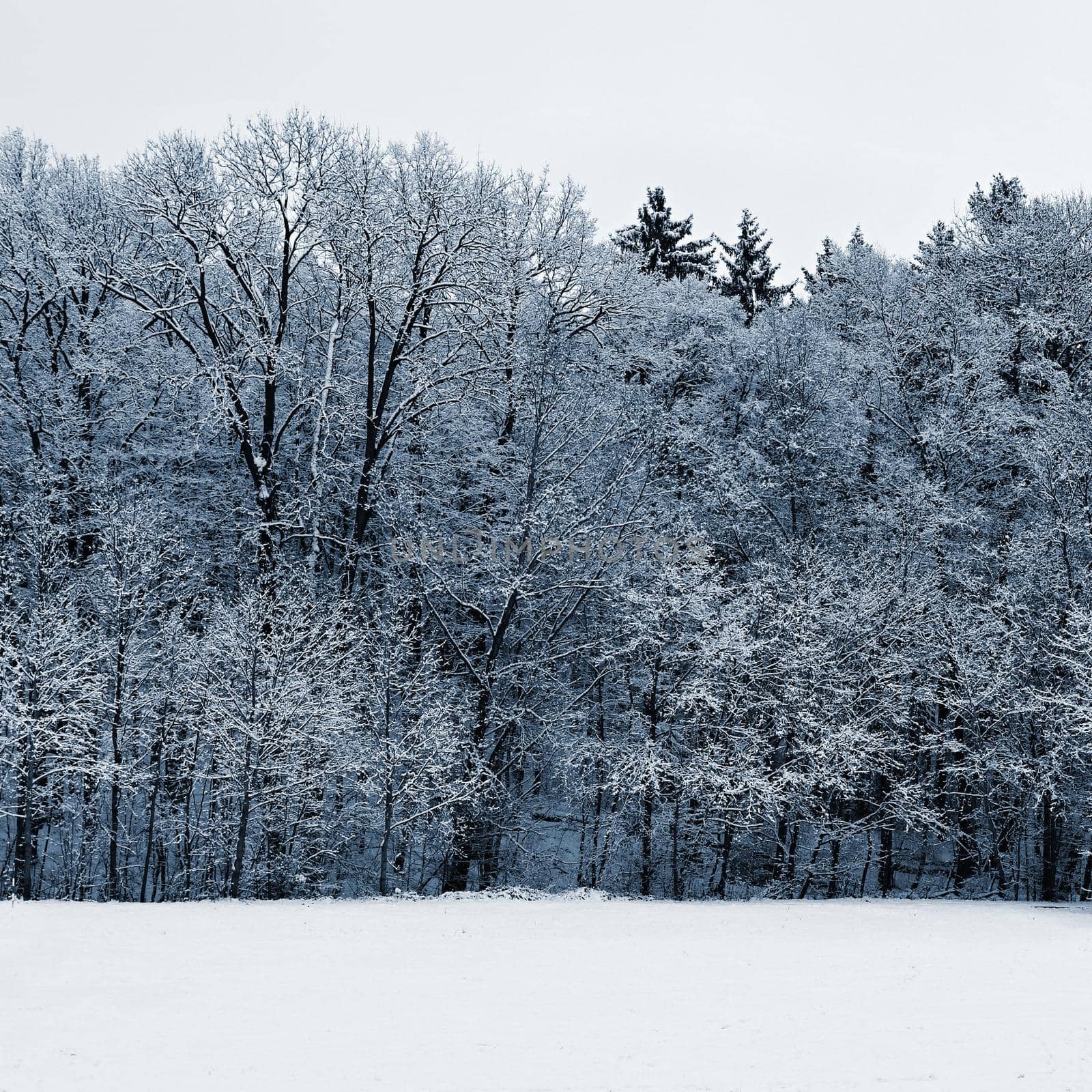 Winter landscape - frosty trees. Nature with snow. Beautiful seasonal natural background.