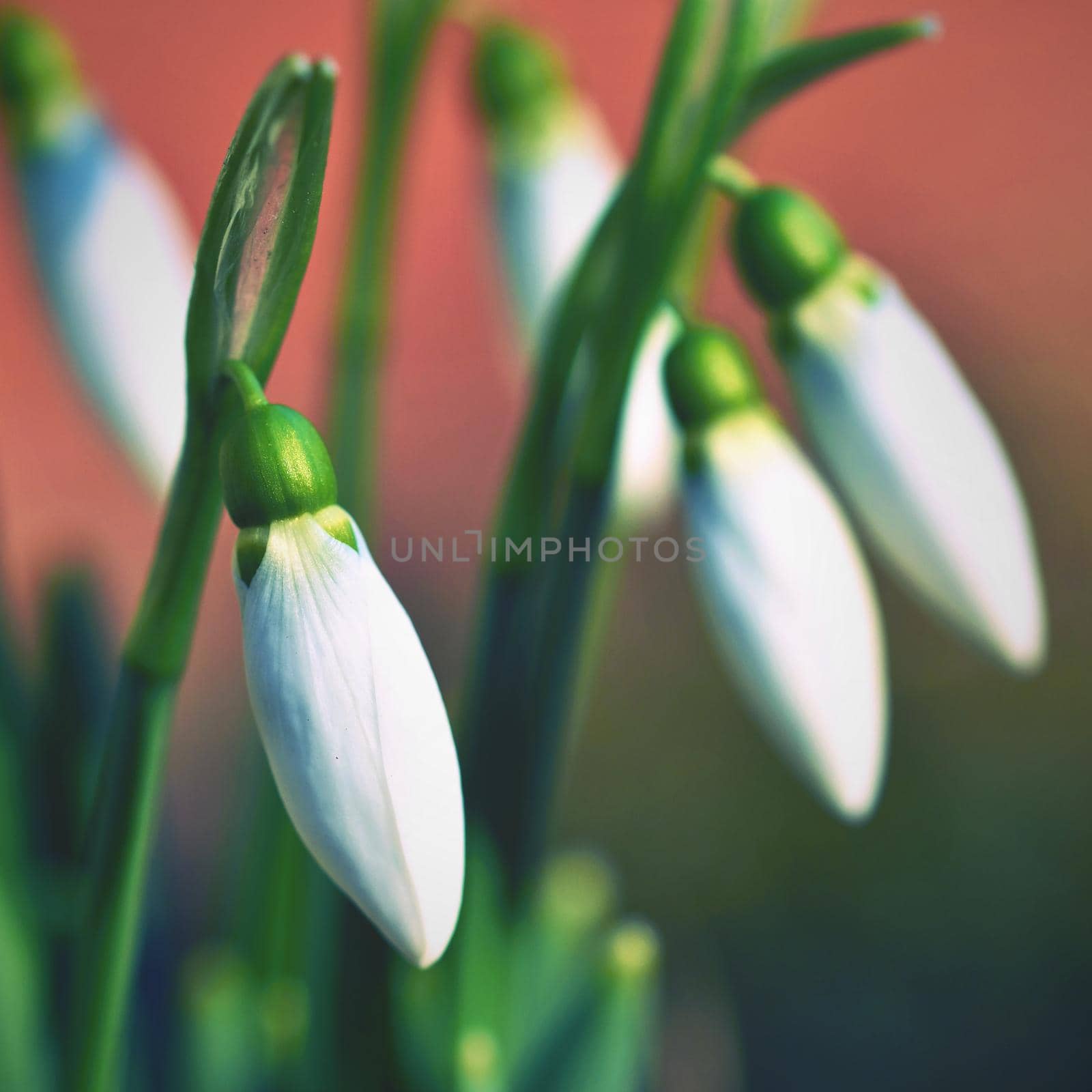 Spring flowers - snowdrops. Beautifully blooming in the grass at sunset. Amaryllidaceae - Galanthus nivalis