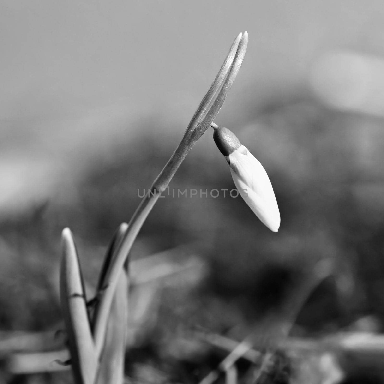 Spring flowers - snowdrops. Beautifully blooming in the grass at sunset. Amaryllidaceae - Galanthus nivalis by Montypeter