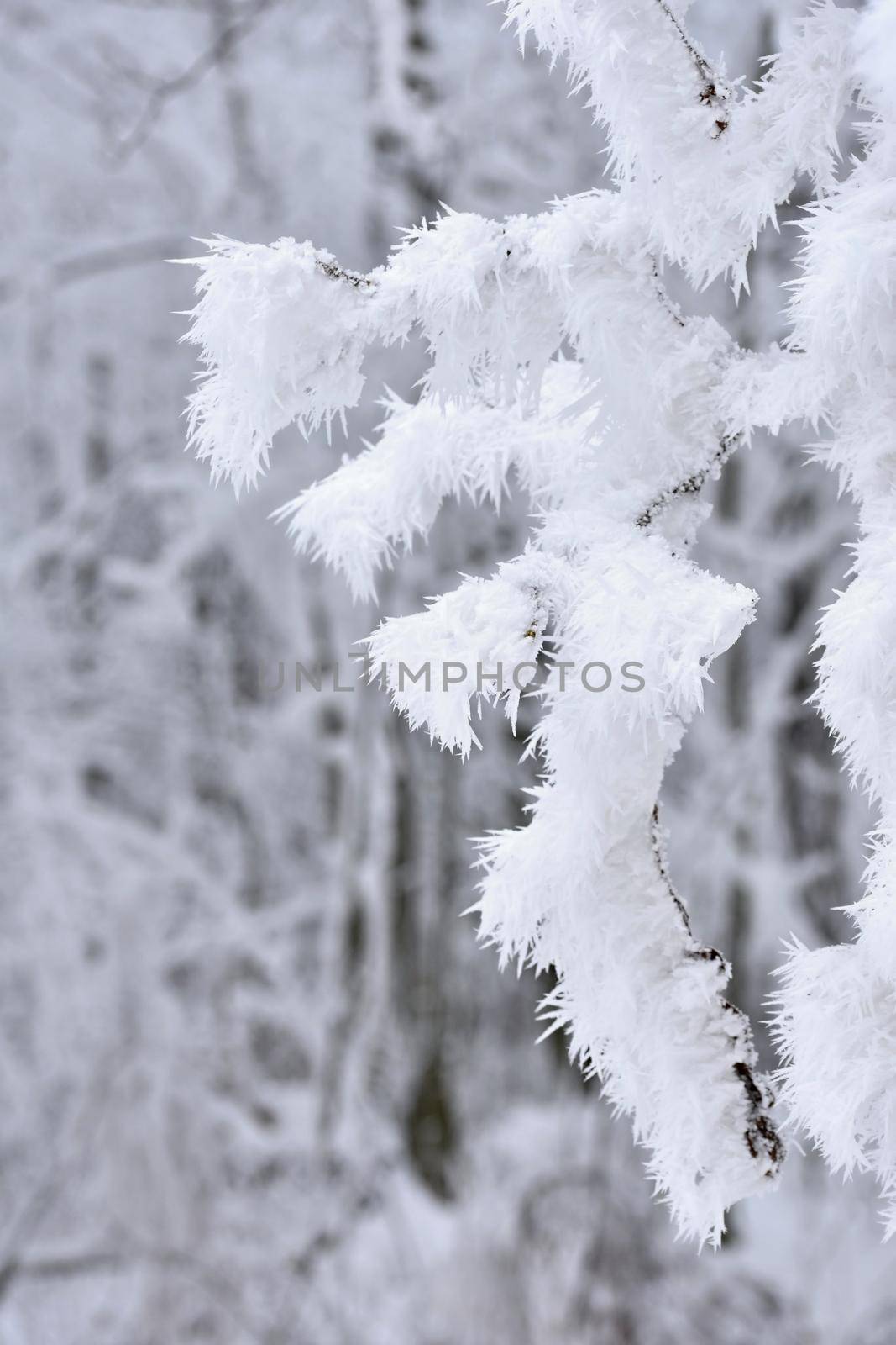 Winter landscape. Frost on branches. Beautiful winter seasonal natural background.