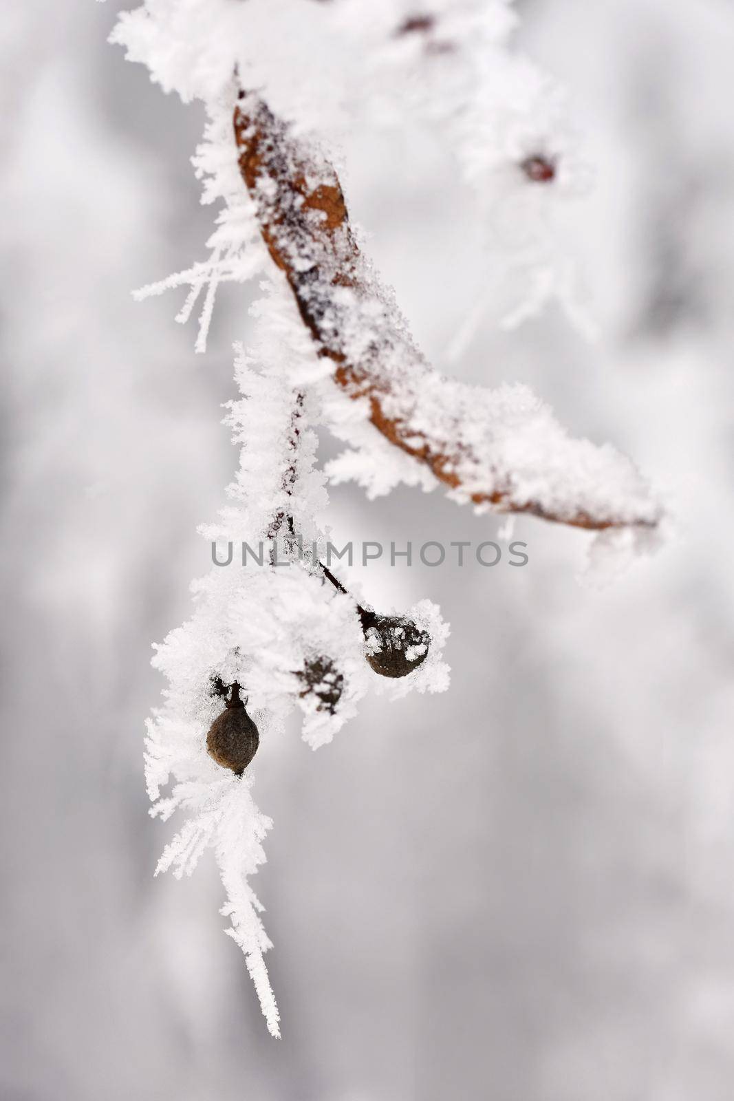 Frost on branches. Beautiful winter seasonal natural background. by Montypeter