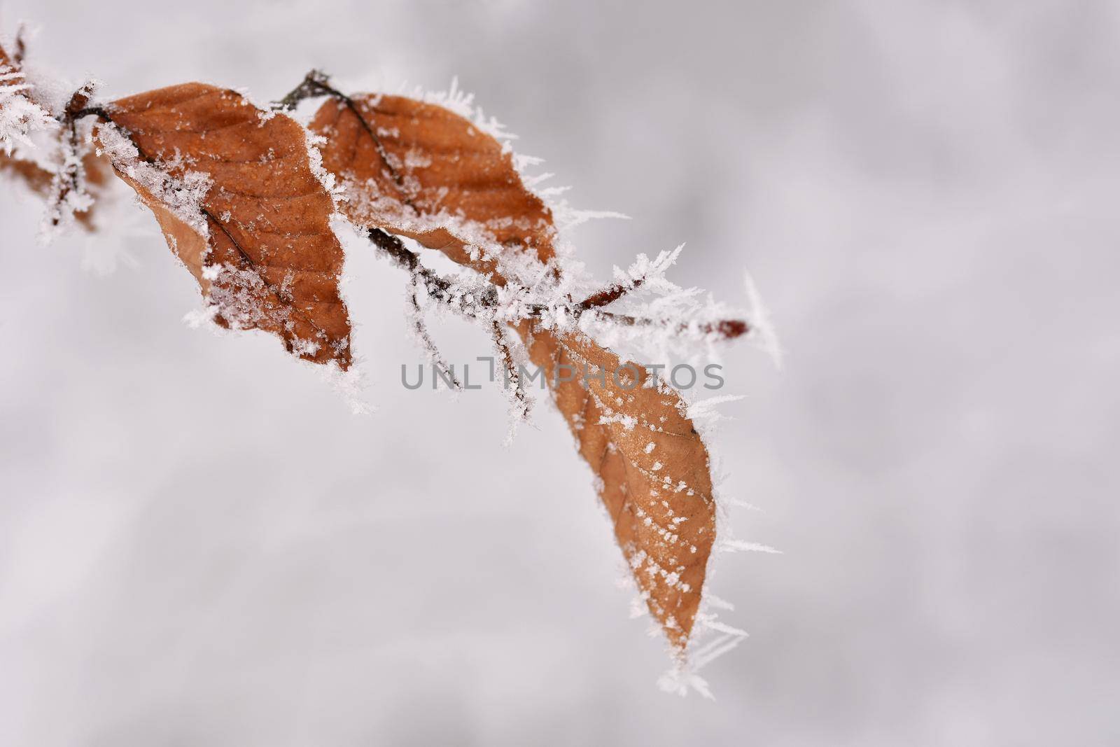 Winter landscape. Frost on branches. Beautiful winter seasonal natural background.