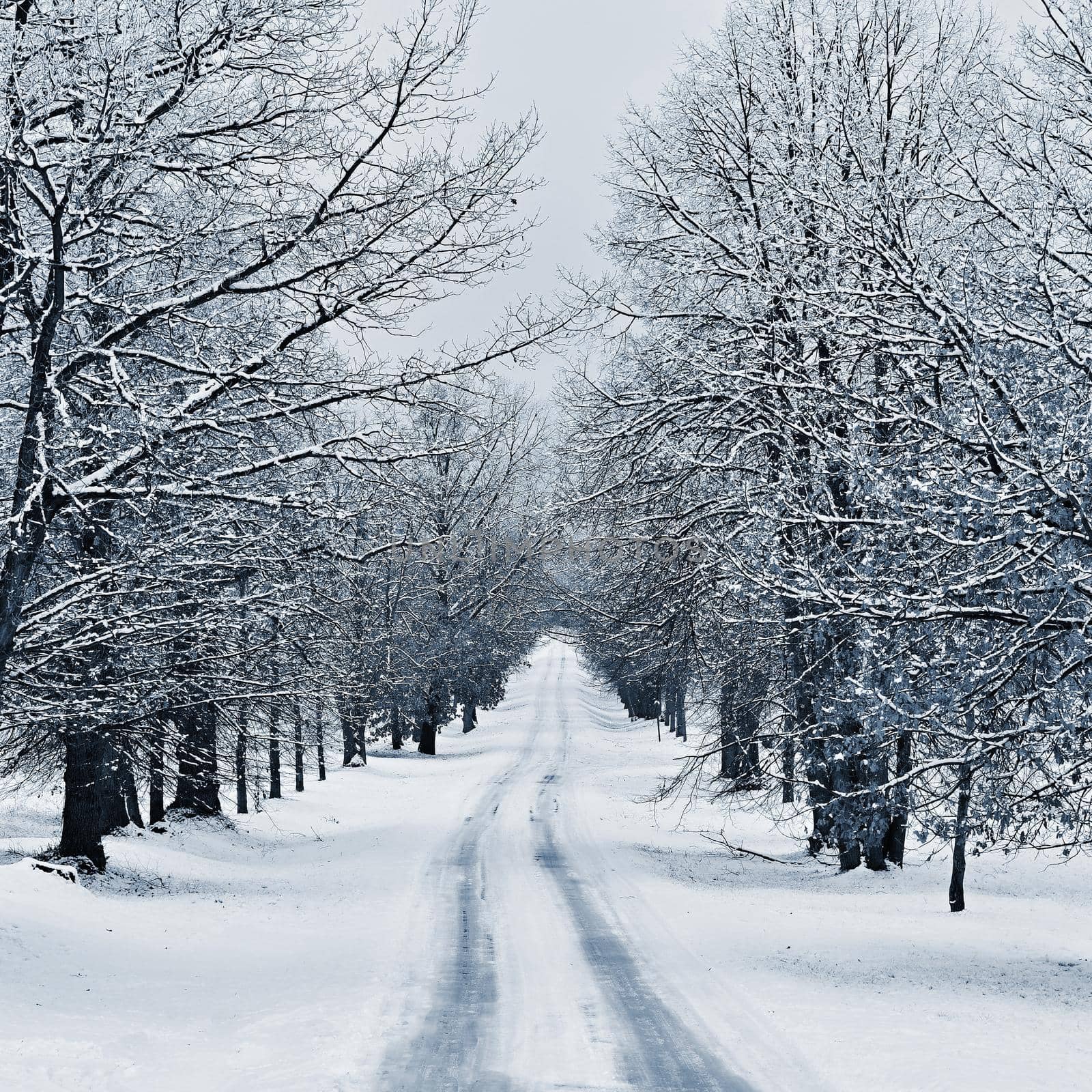 Winter landscape - frosty trees in the forest. Nature covered with snow. Beautiful seasonal natural background. by Montypeter